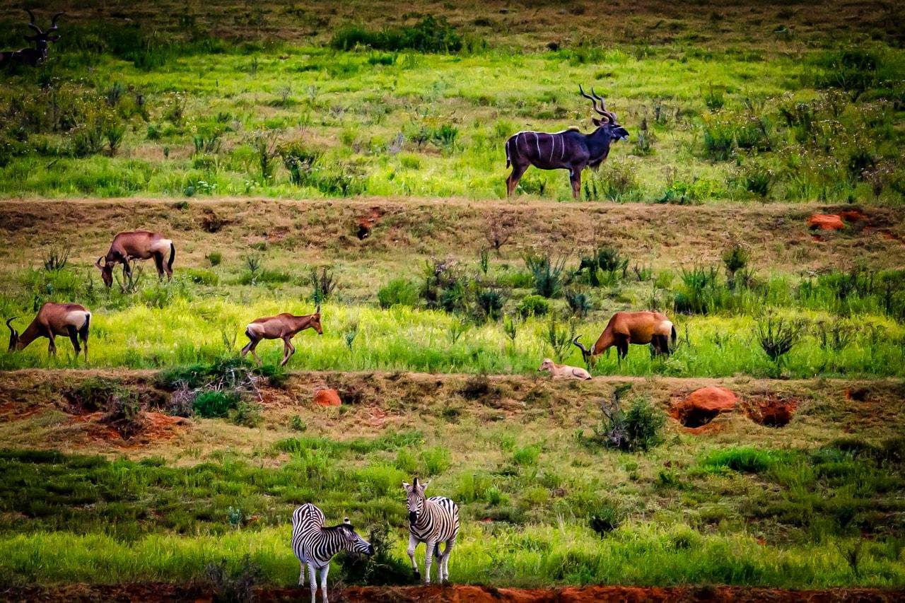The image features a group of animals in a grassy landscape. There are zebras in the foreground and what appear to be antelopes or similar animals like kudus in the middle and background. The scene is set in a natural environment, likely a savanna or grassland.