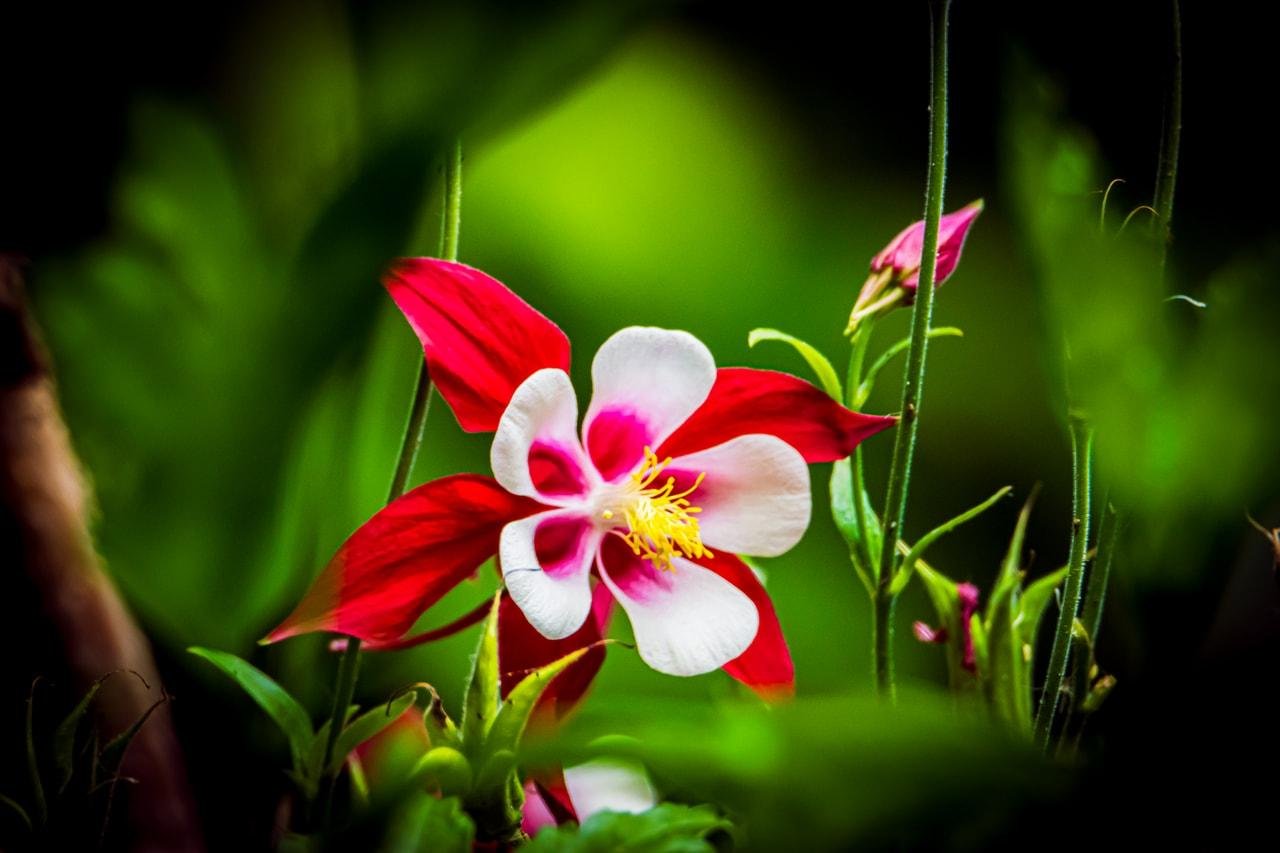 The image features a colorful columbine flower with striking red and white petals surrounded by green foliage. Its bright yellow stamens add contrast to the vibrant flower.