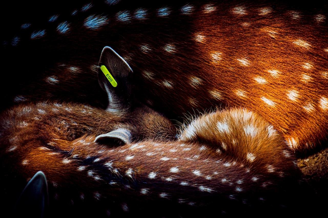 Close-up of two spotted deer curled together while resting, with one deer’s ear showing a green identification tag, set against a dark background.