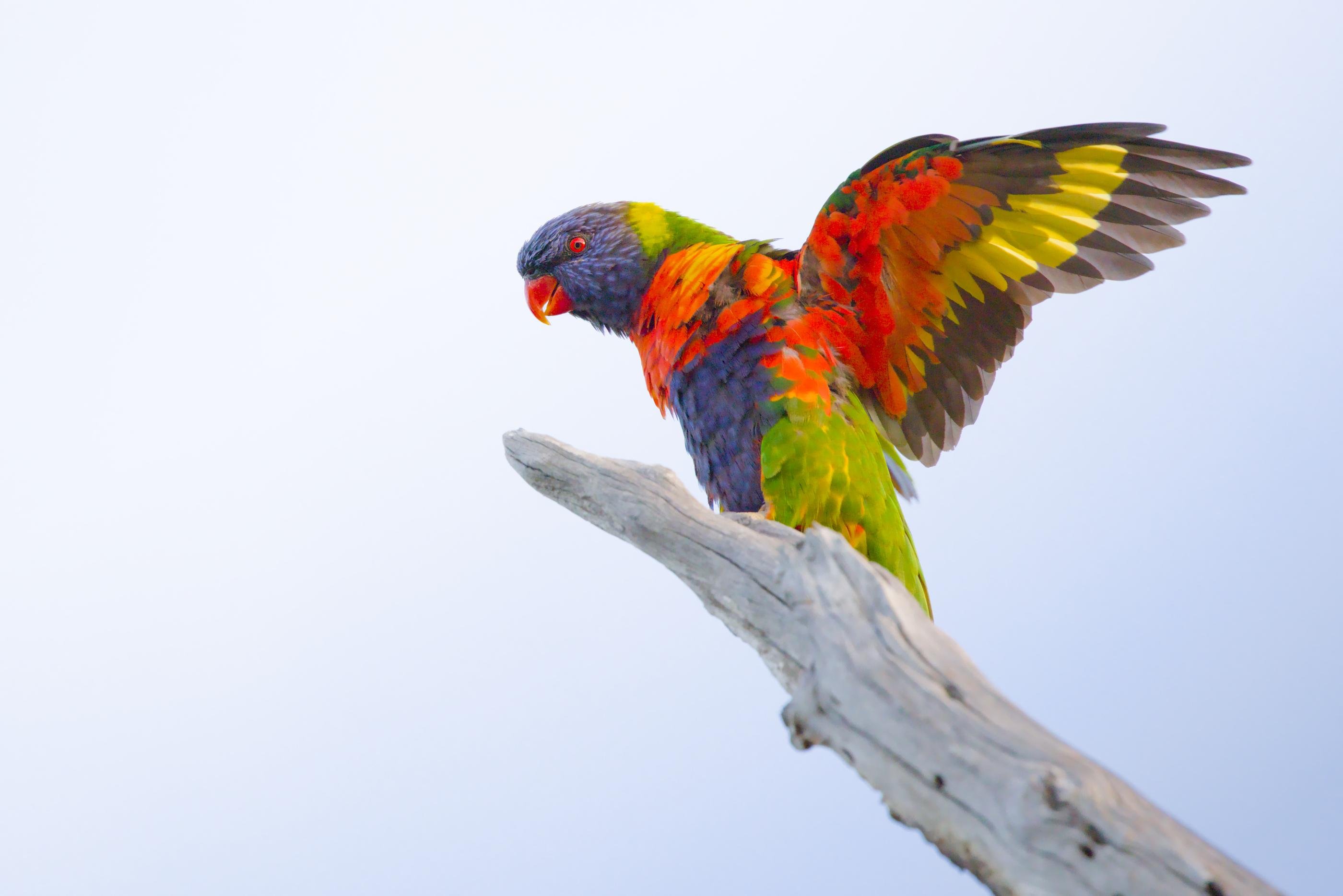 A Rainbow Lorikeet perched on a pale tree branch against a light sky, shown in side profile with one wing raised and spread.