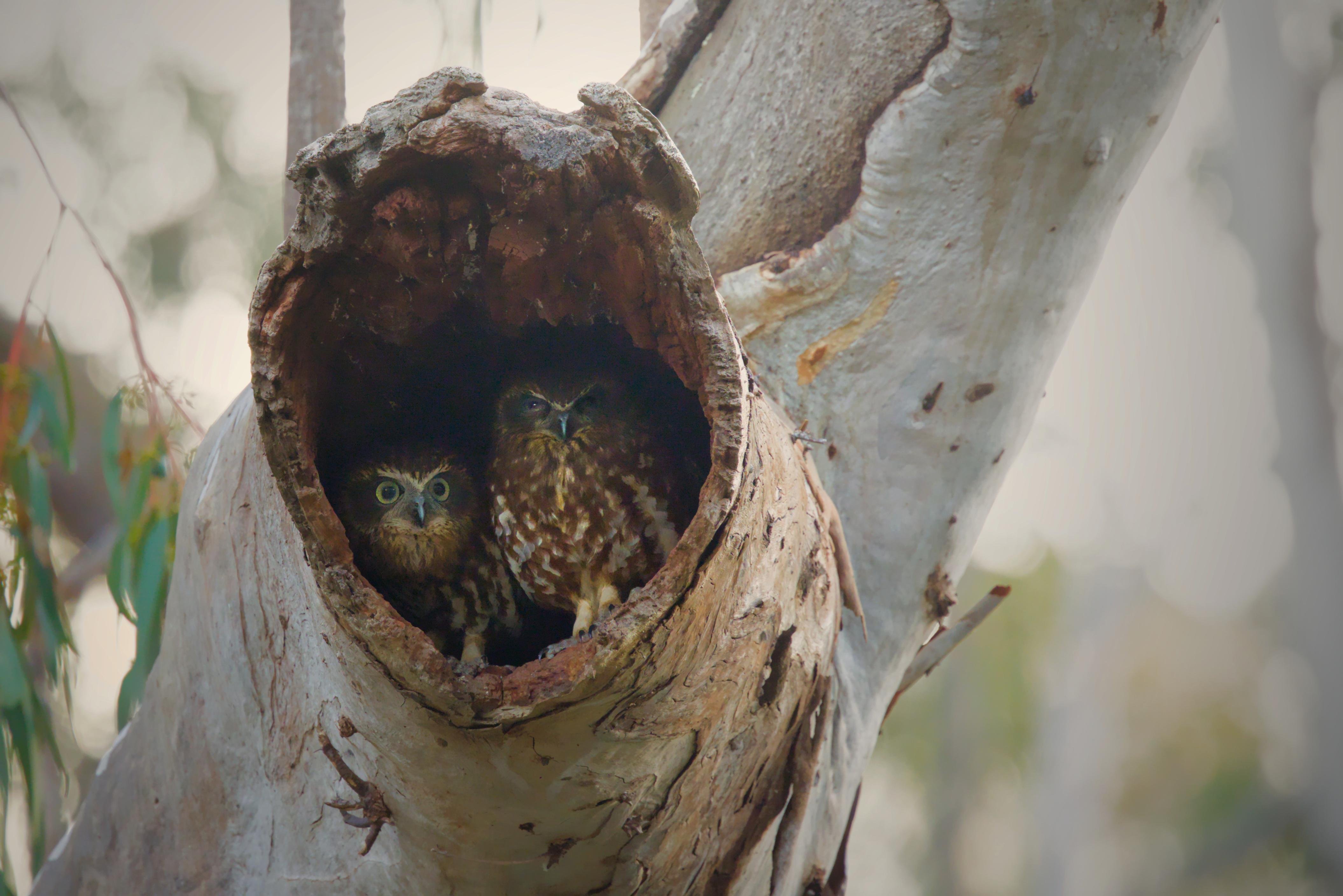 Two southern boobookss peering from the hollow opening of a tree trunk, framed by rough bark and surrounded by blurred foliage in the background.
