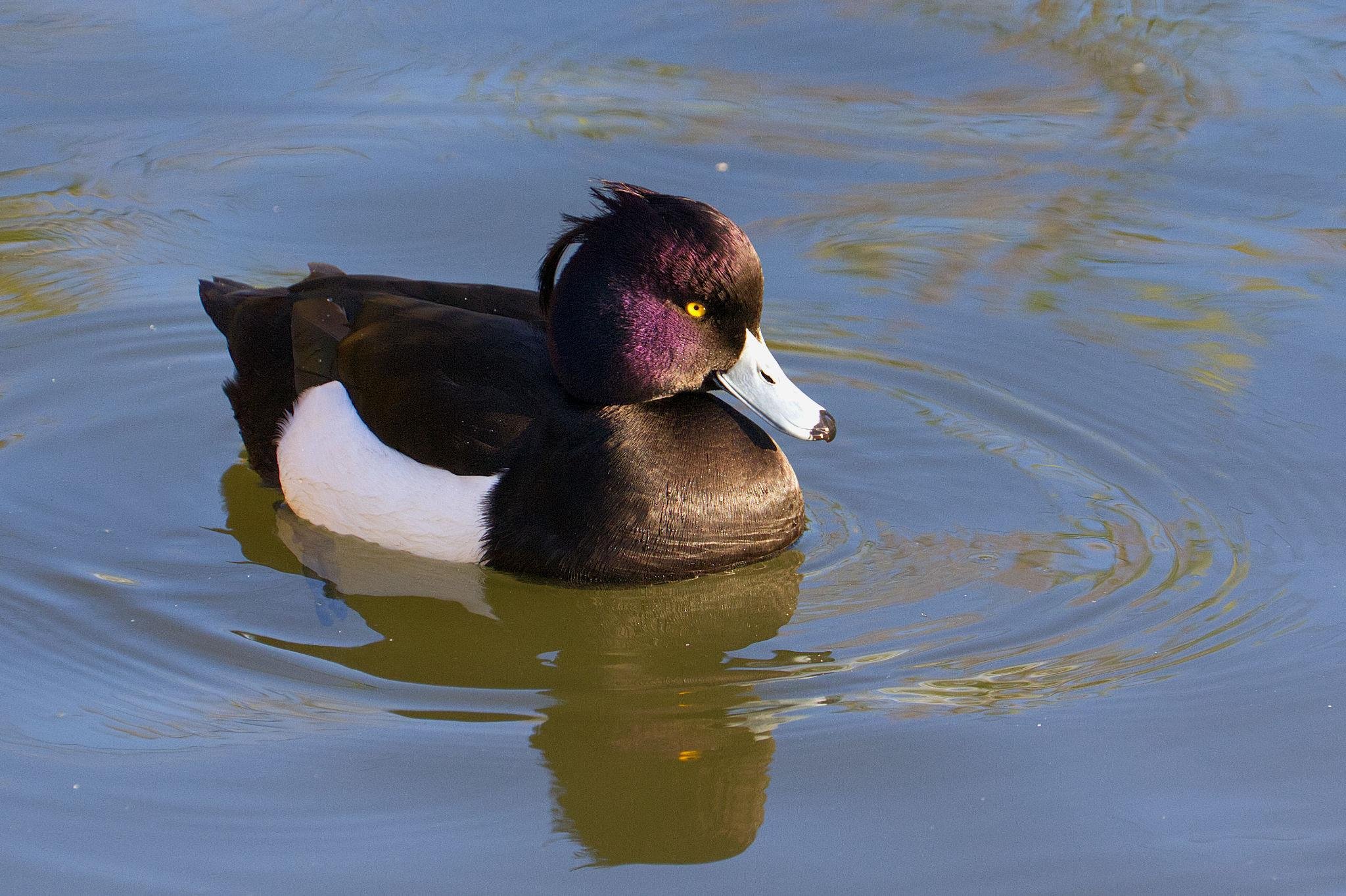 A small duck, black on top and black head, white underneath. It has a blue-grey beak with a black tip and bright yellow eyes. The sun is shining on the head, bringing out a slightly purplish sheen on the cheek feathers. It's swimming on blue-grey water which has a few gentle ripples.