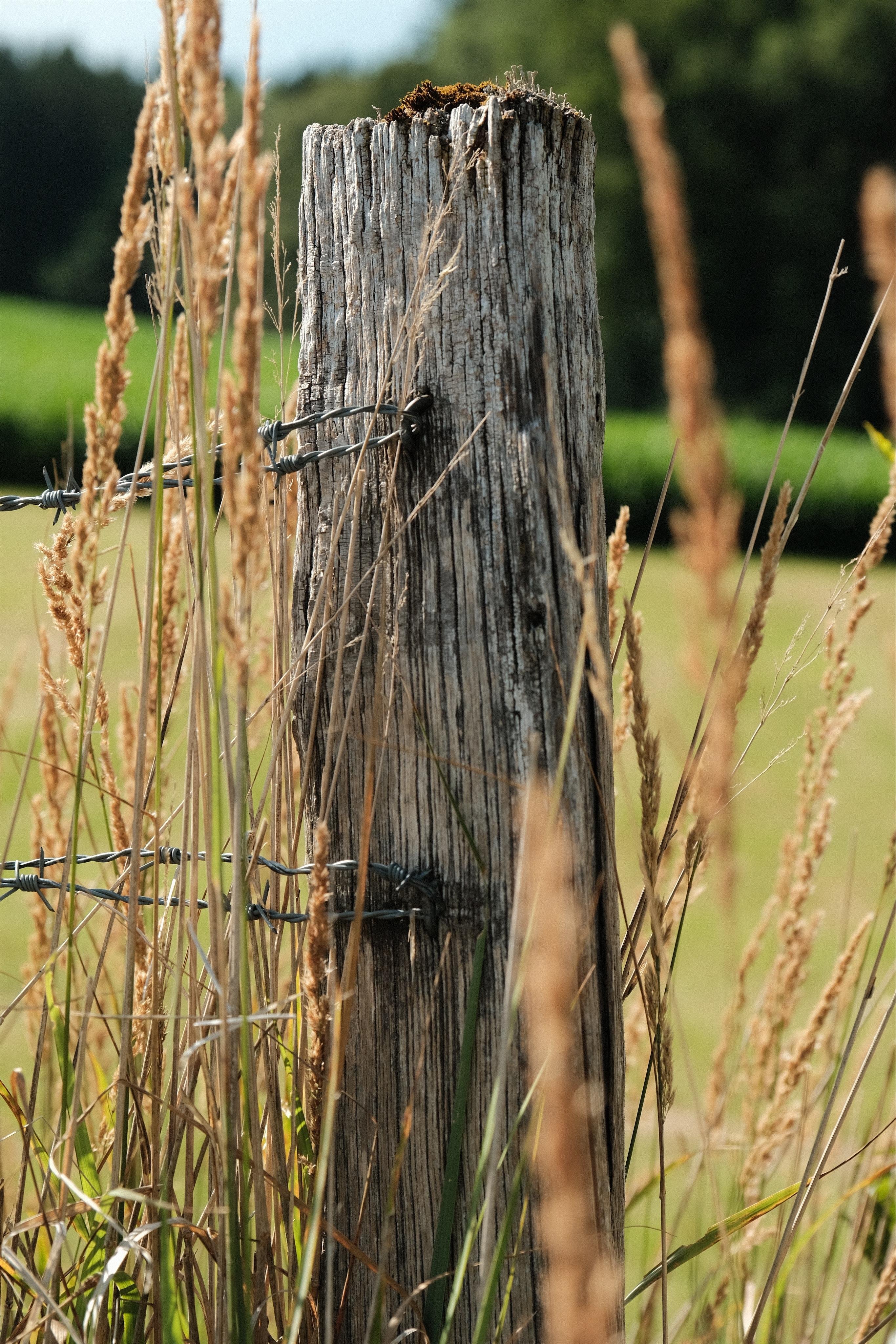 A weathered wooden post of a fence in the countryside. Two metal wires are attached, running both out of the frame to the left. The post is surrounded by yellow long grass, through which the post was photographed. On the background a golden field and trees.