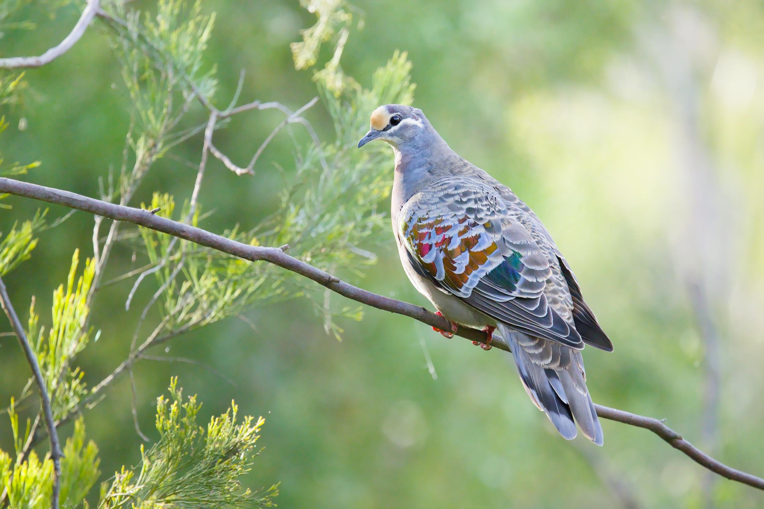 A Common Bronzewing perched on a diagonal tree branch, surrounded by green foliage against a blurred background.
