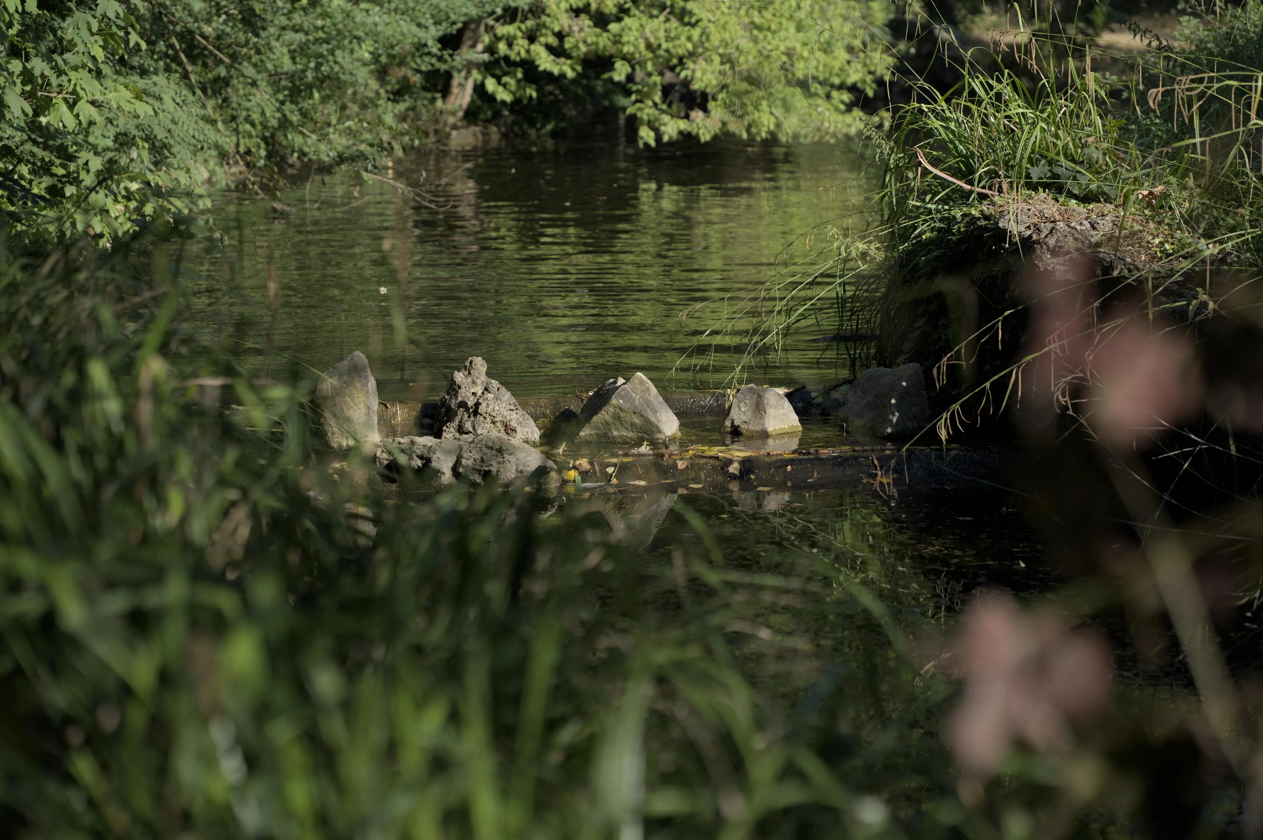 Photograph of a quiet stream in a grassy park. The stream has two short successive drops made of concrete, with rocks strewn across the width of the stream between the two drops. The stream is surrounded with long grasses and bushes on both sides, and the blurred out-of-focus foreground includes tall grass leaves.