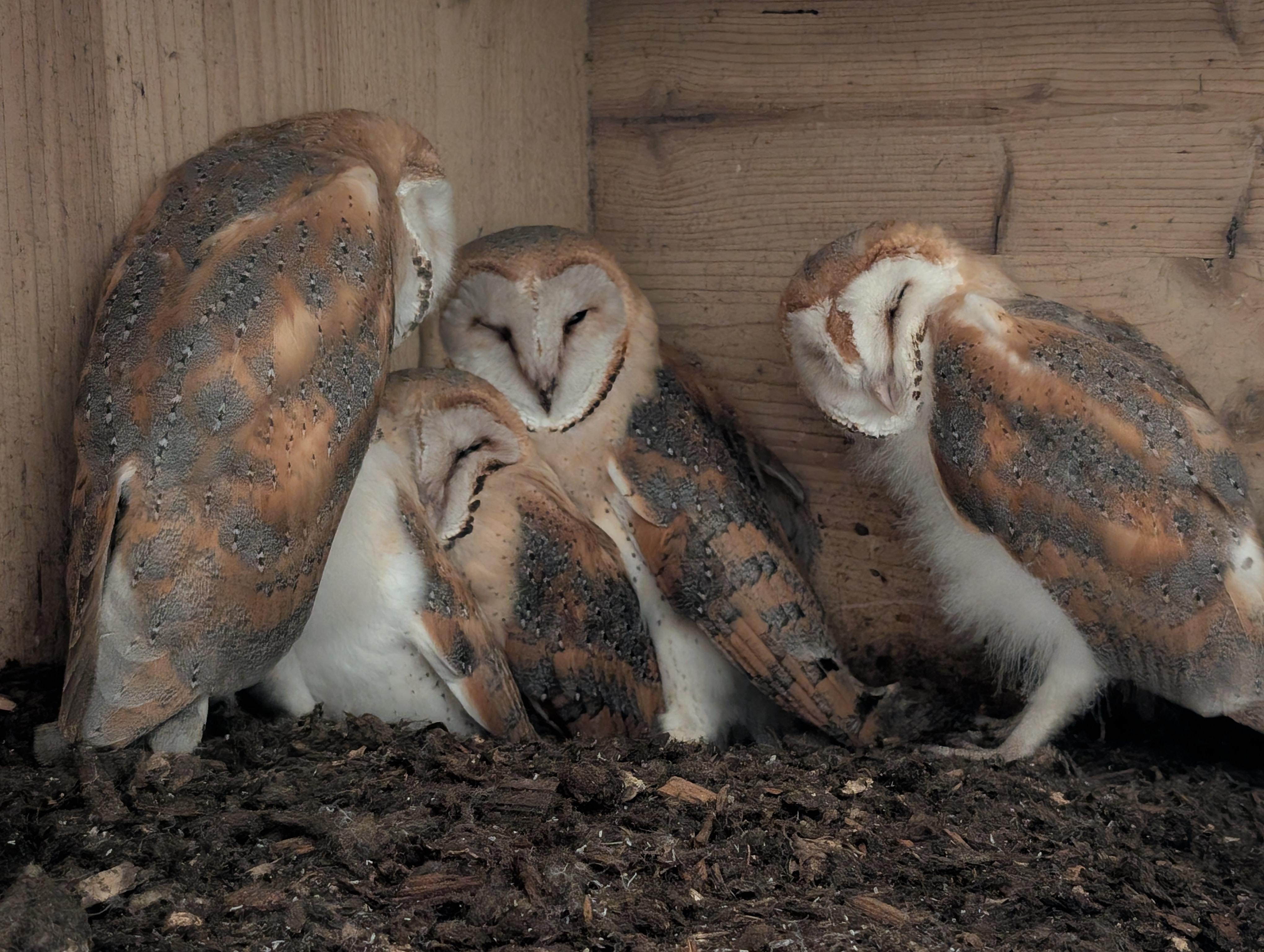 Five barn owls with mottled brown and white feathers perched closely together inside an wooden enclosure. Two owls appear to have their eyes closed, while another two slightly open. One is almost hidden behind its siblings.