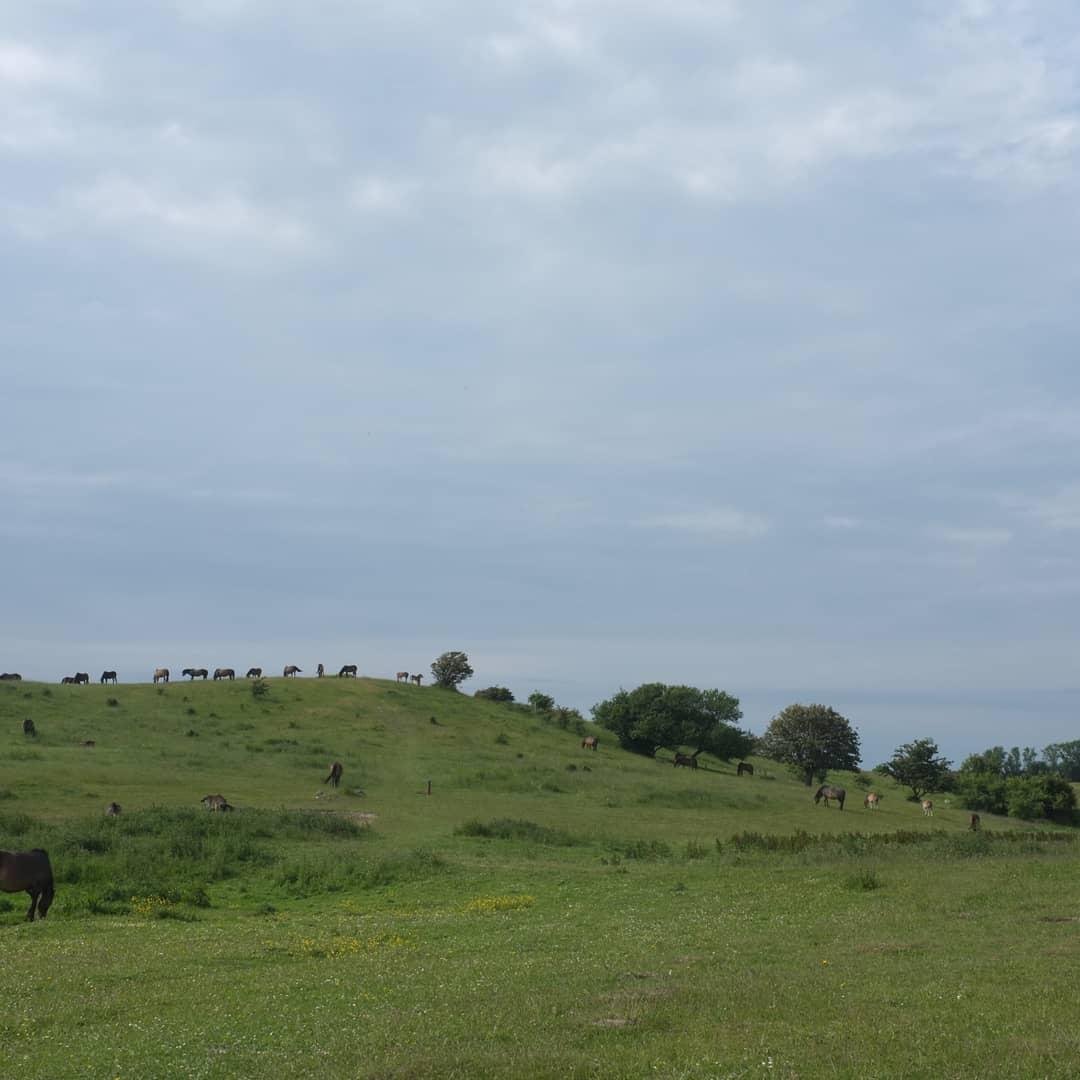 Landscape with wild horses