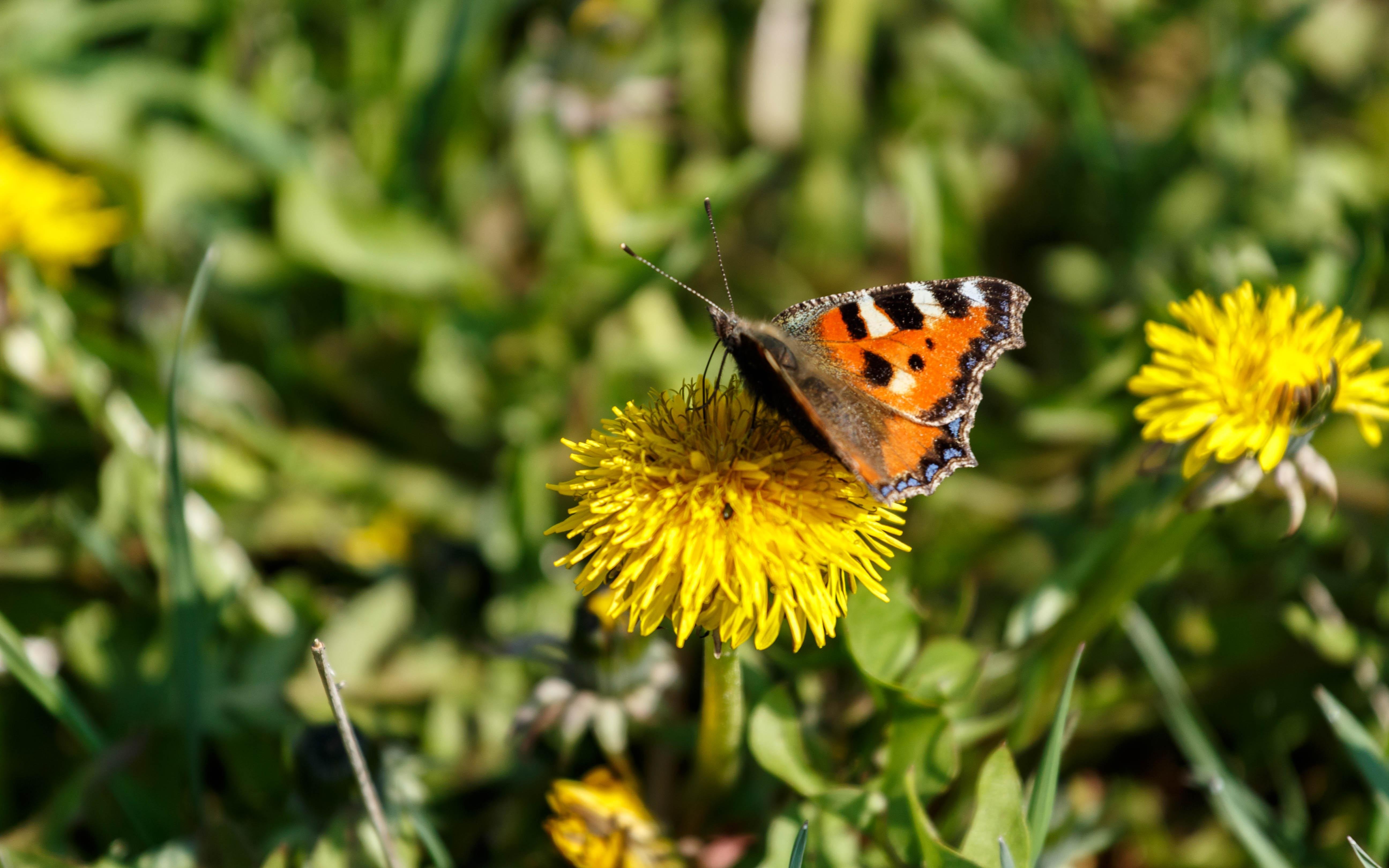 A small tortoiseshell (Aglais urticae) feeding on a common dandelion (Taraxacum officinale).