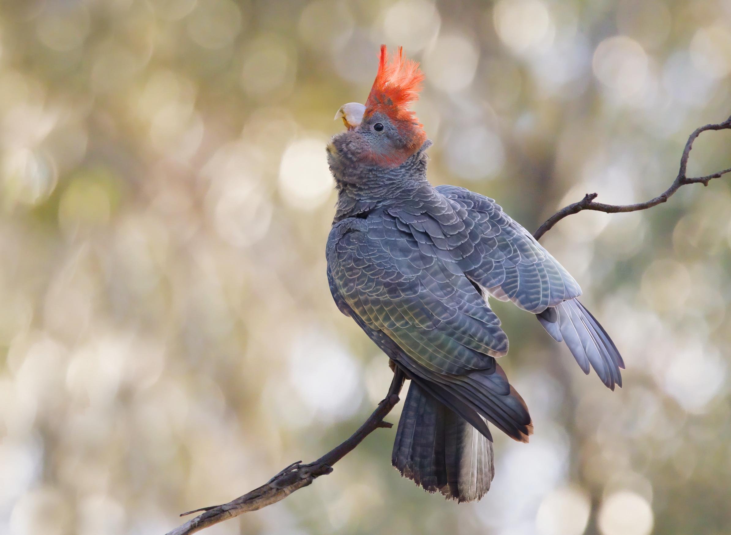 A juvenile male ganggang cockatoo with a raised red crest perched on a thin, leafless branch, shown in side profile against a blurred light bokeh background.