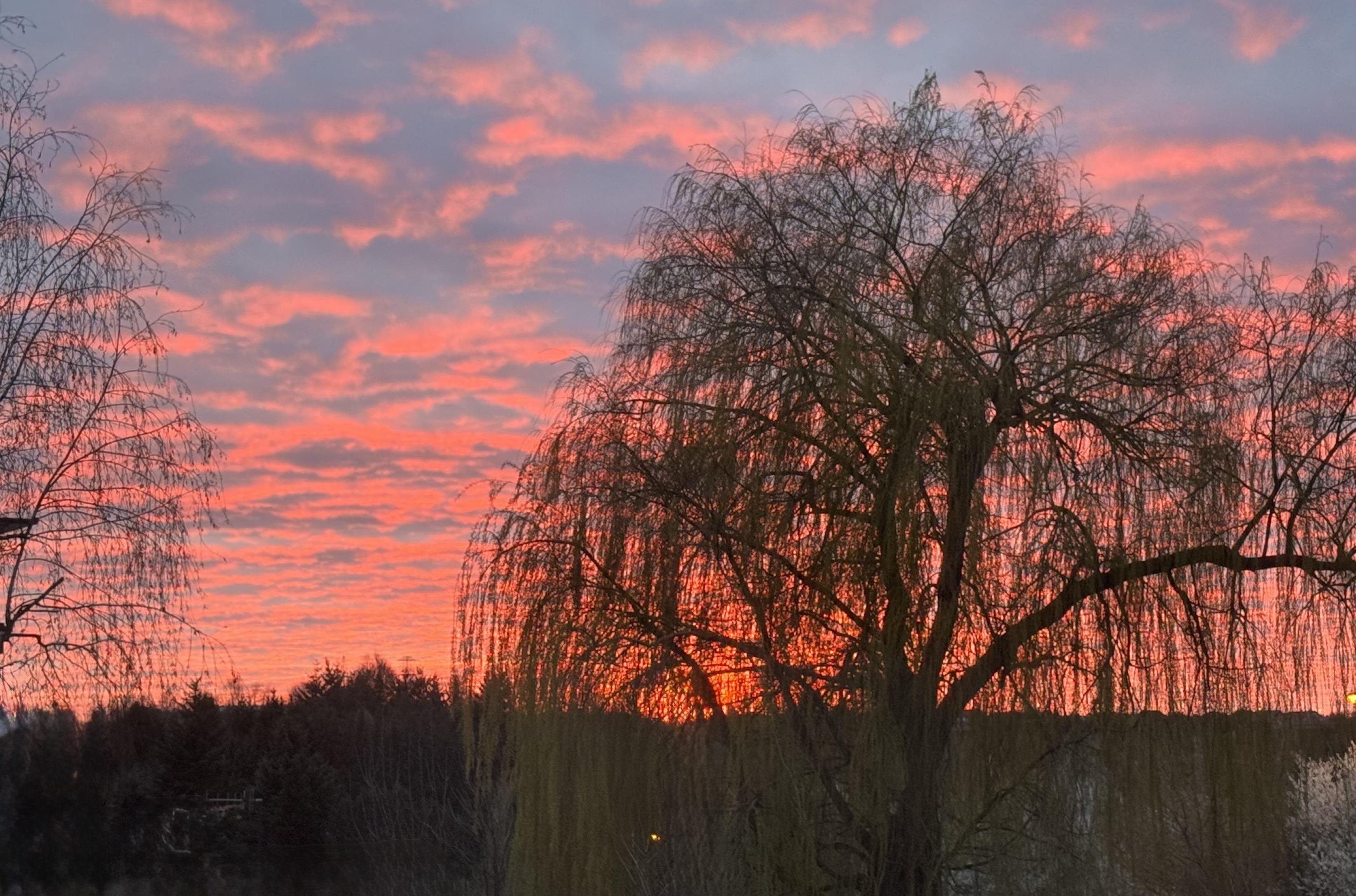 The image shows a landscape with trees silhouetted against a vibrant sunset sky. The clouds are illuminated in shades of pink, orange, and purple, creating a dramatic and picturesque scene.