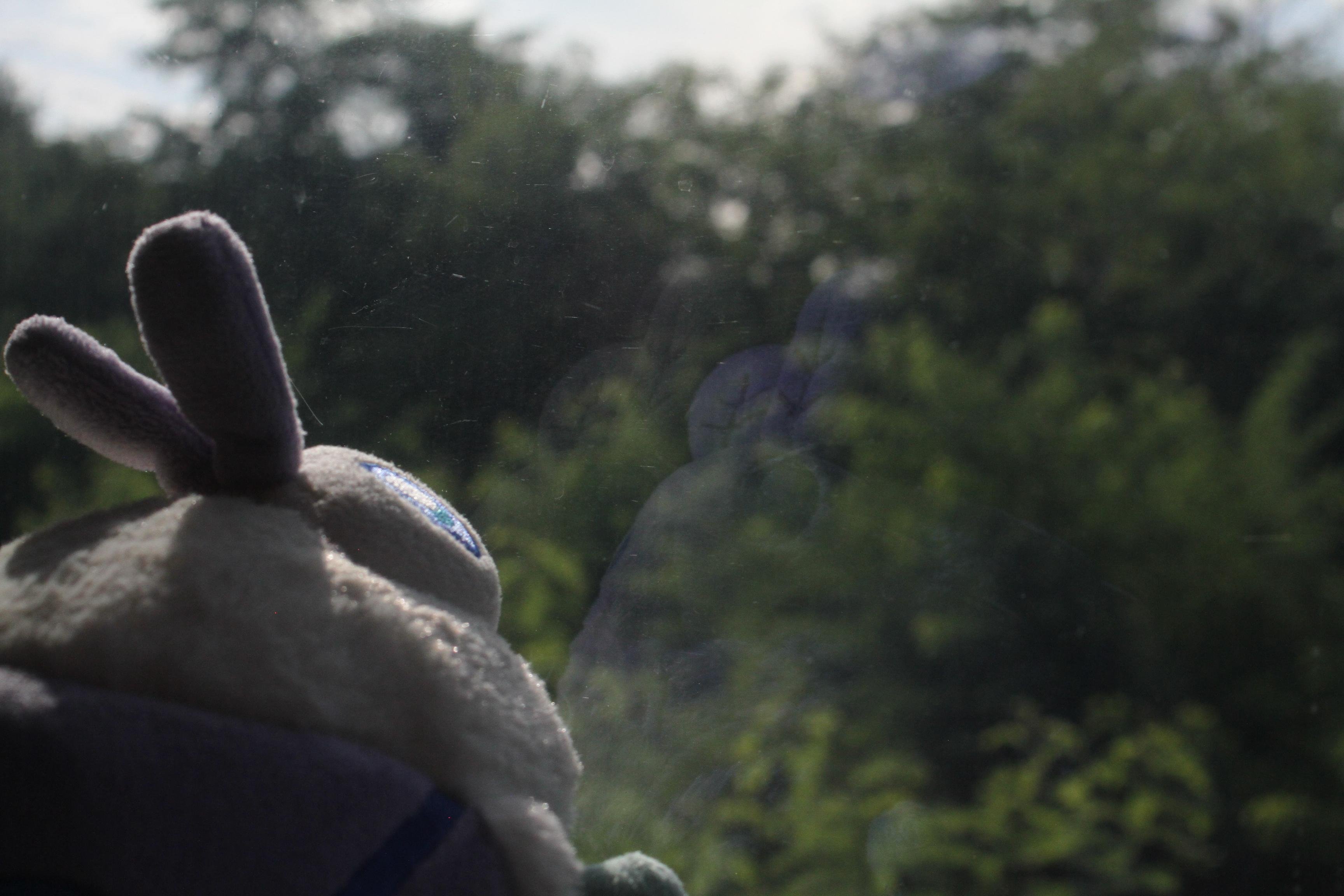 a plush moth is looking out of a window, greenery can be seen in the background