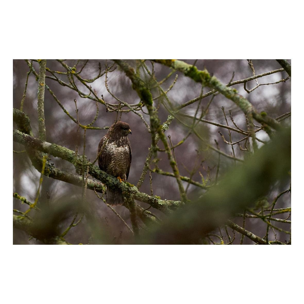 Buse variable marron avec les torse blanc posée sur une branche dans un arbre, regardant au loin.