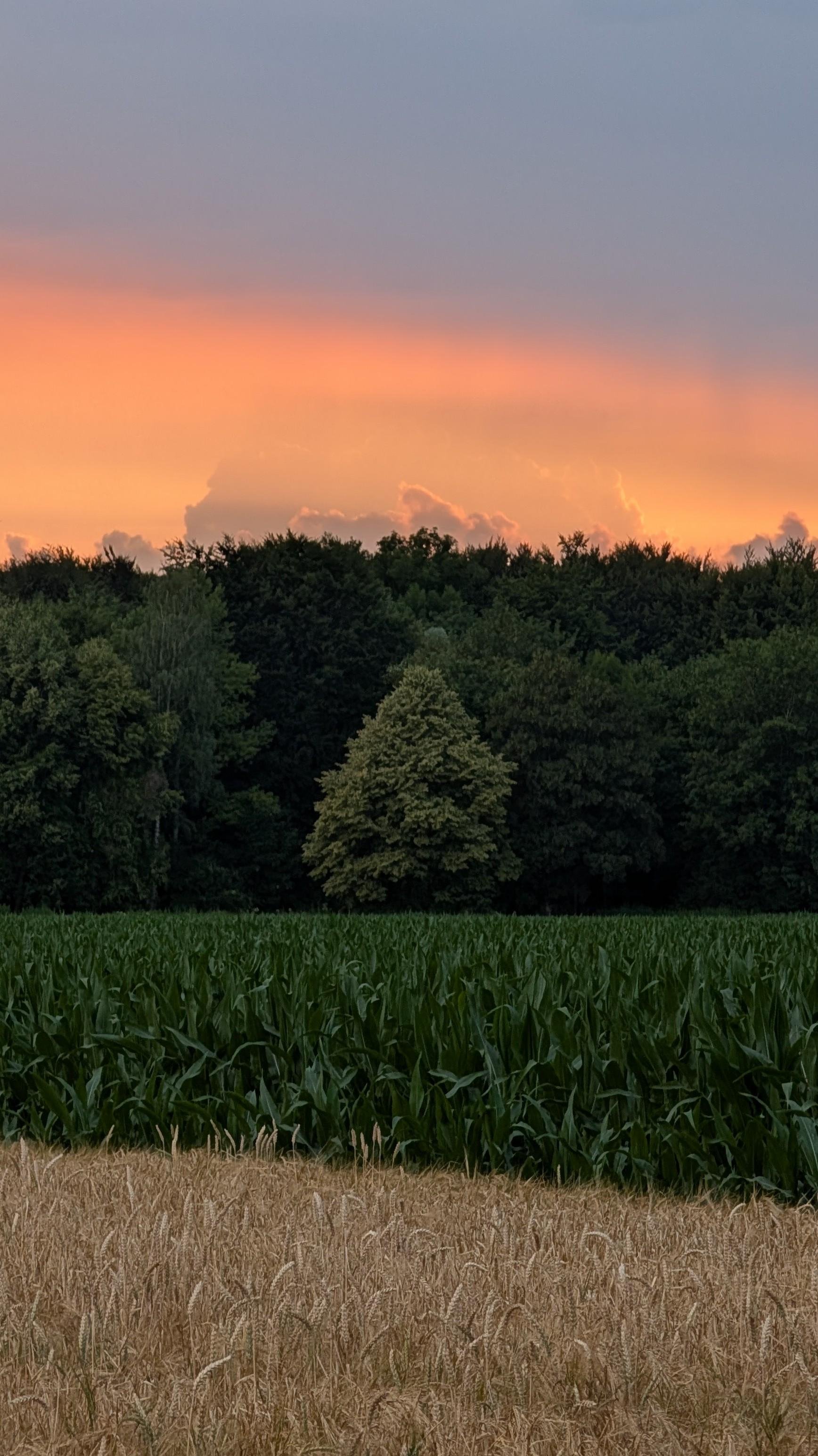 The portrait-format pictures show a landscape divided into five distinct horizontal layers: yellow grain at the bottom, green maize and a forest in middle, and red and blue-grey skies at the top.