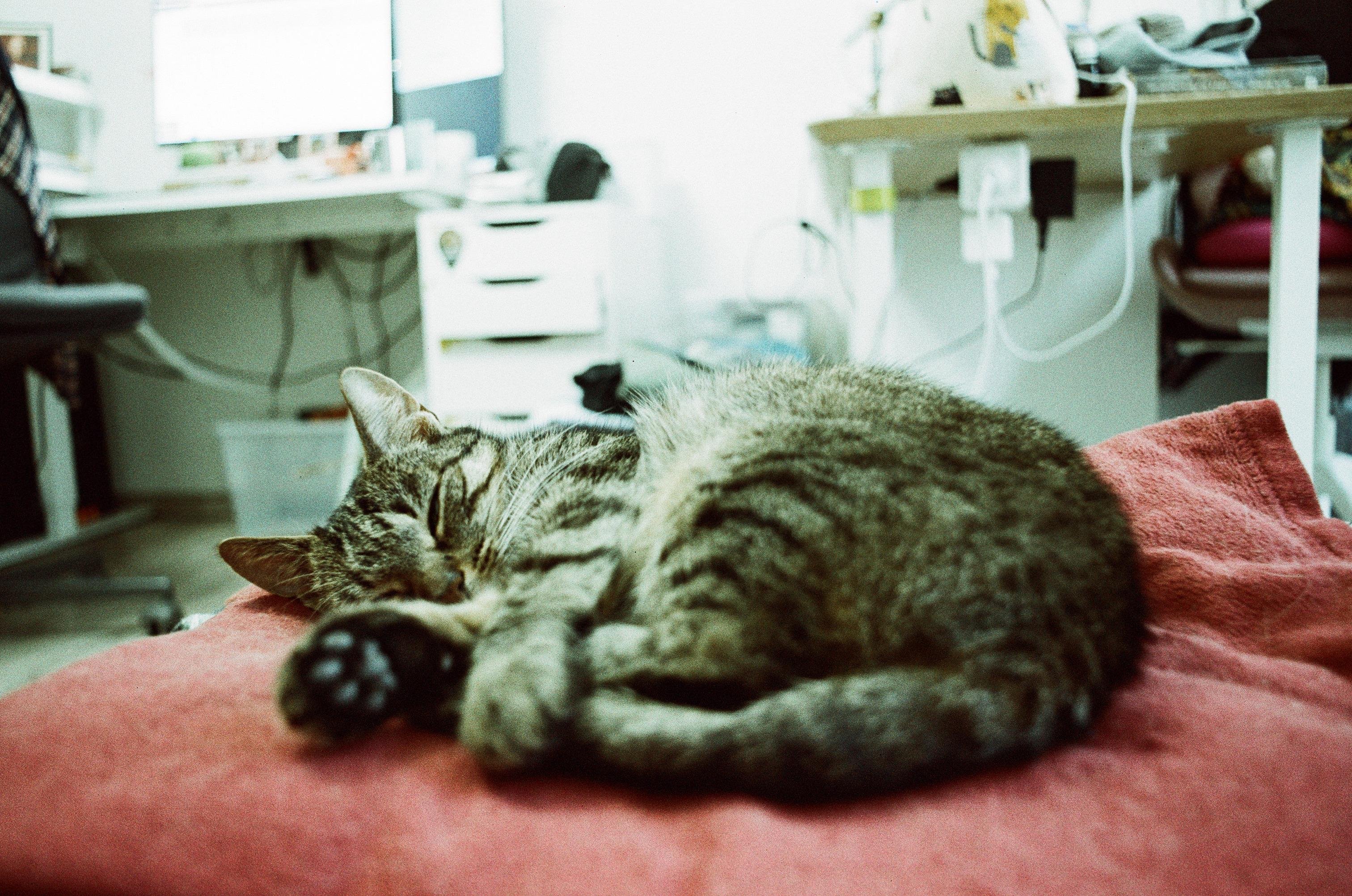 a photo of a sleeping curled up tabby cat on a red blanket