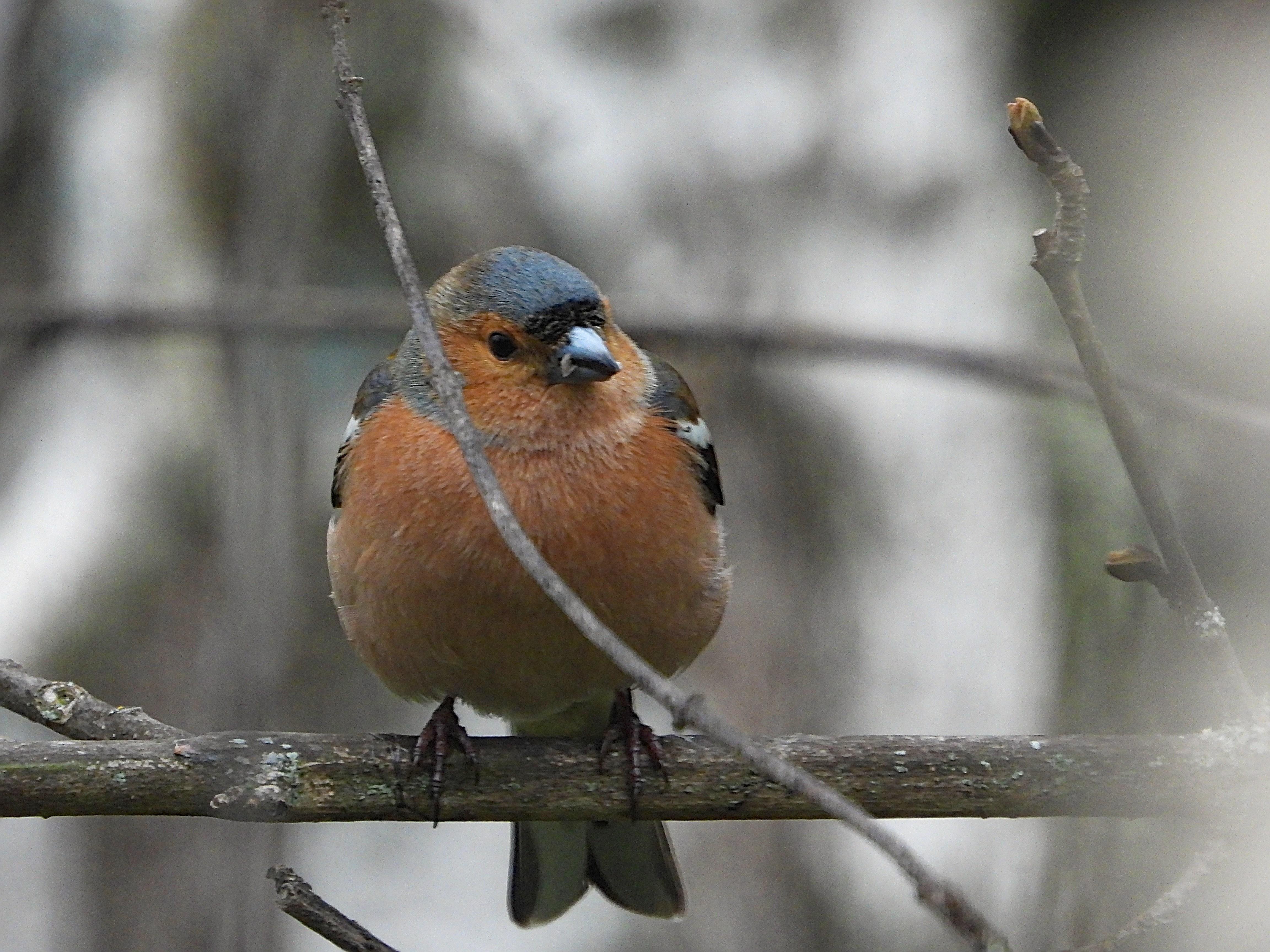 El pájaro está perchando en una rama sin hojas con un fondo gris difuminado. Se le ve regordete, el pecho de color naranja, las alas plehgadas con tonos blancos y negros, pico gordo y fuerte, la cabeza de color gris con una línea marrón en la frente.
Si estás leyendo este texto es porque tienes dificultades de visión y espero que te haya ayudado a ver la imagen. Si no ha sido así, te agradecería los comentarios.
Si lo has leído aunque ves la imagen sin problemas recuerda que debes poner un texto alternativo en tus archivos multimedia para que todo el mundo pueda disfrutarlos.