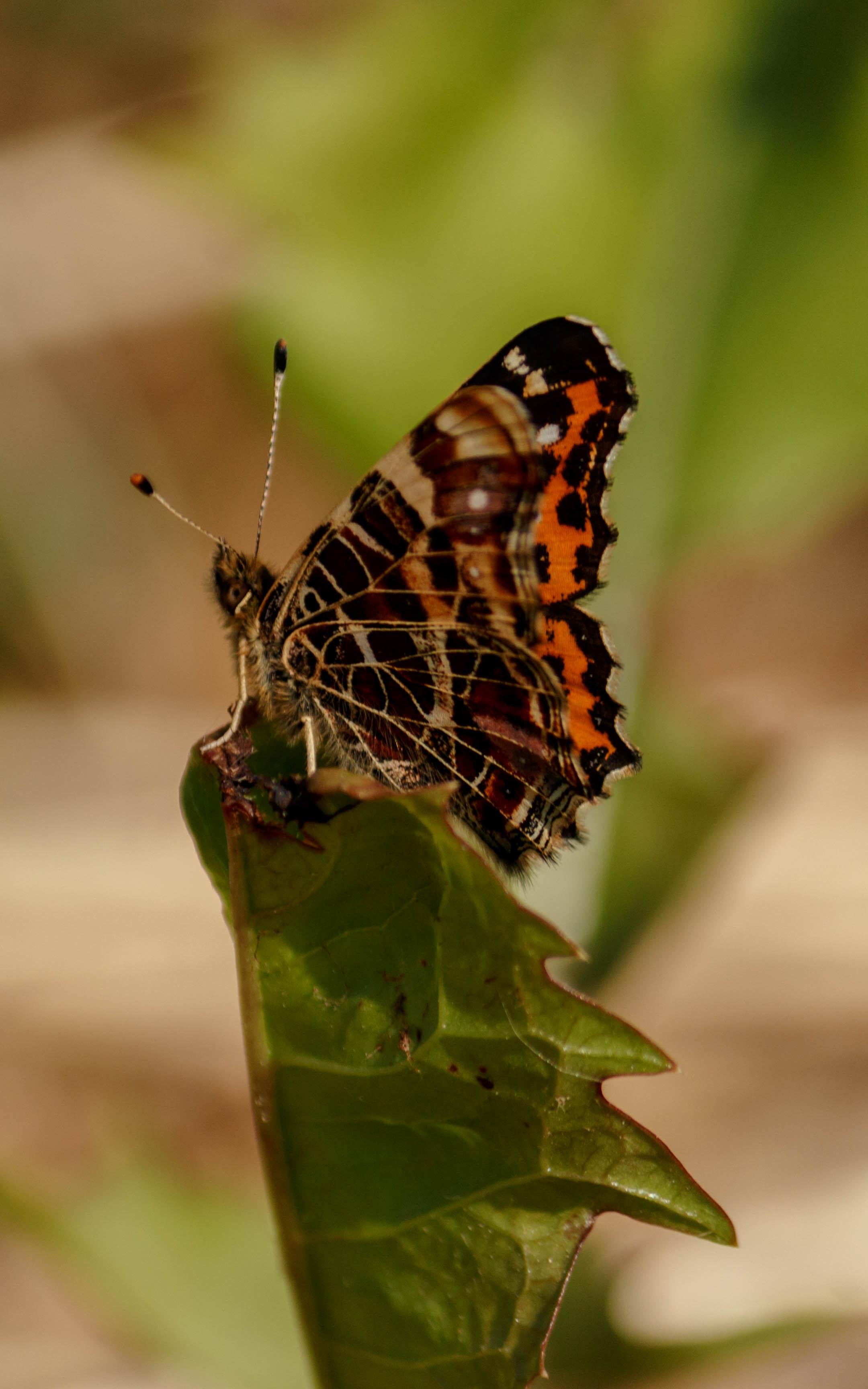 A map (Araschnia levana f. levana) resting on a leaf.