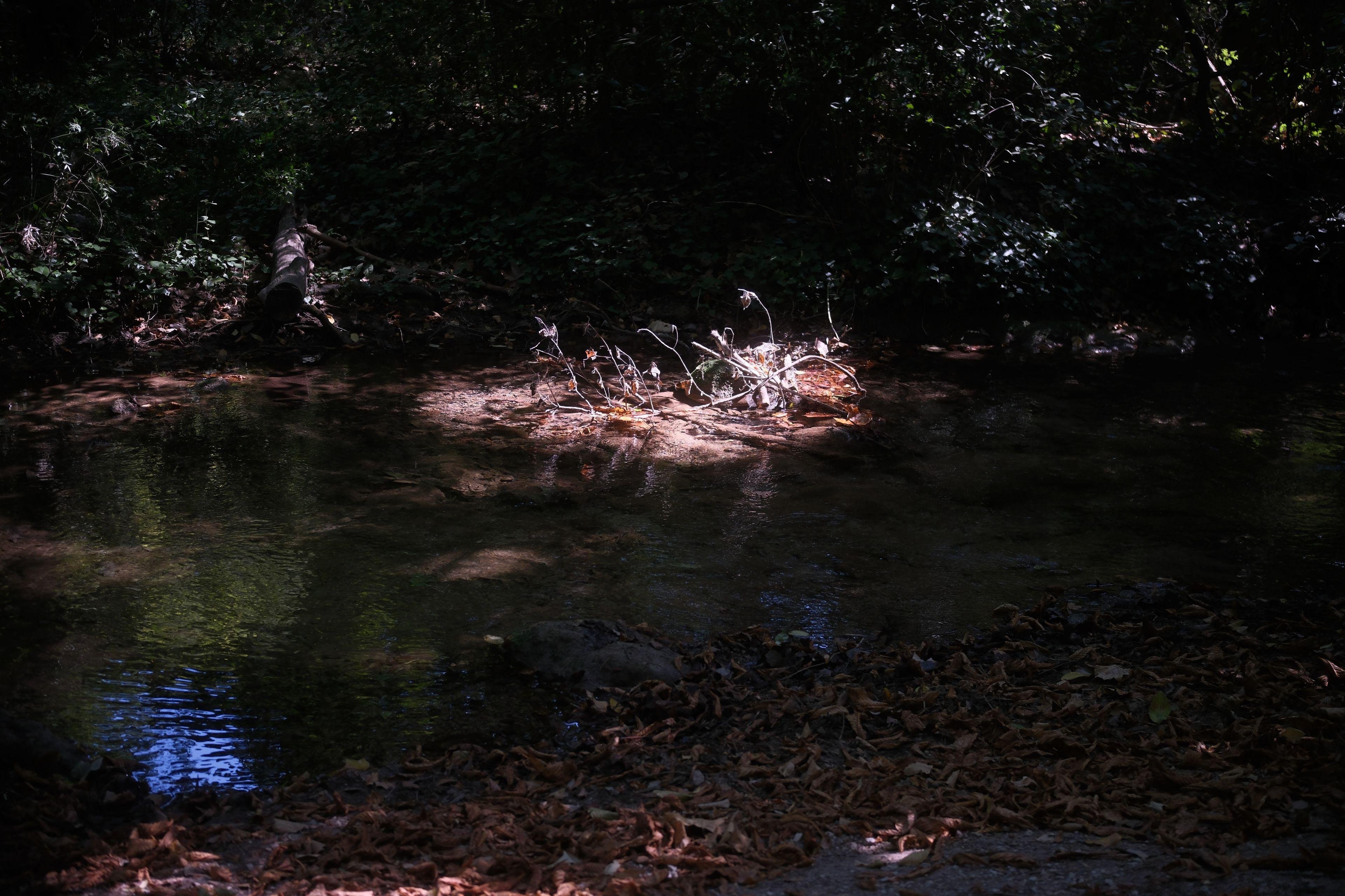 A river in the shadows of the trees all around. In the middle of it, a patch of sunlight is popping like an island on the river