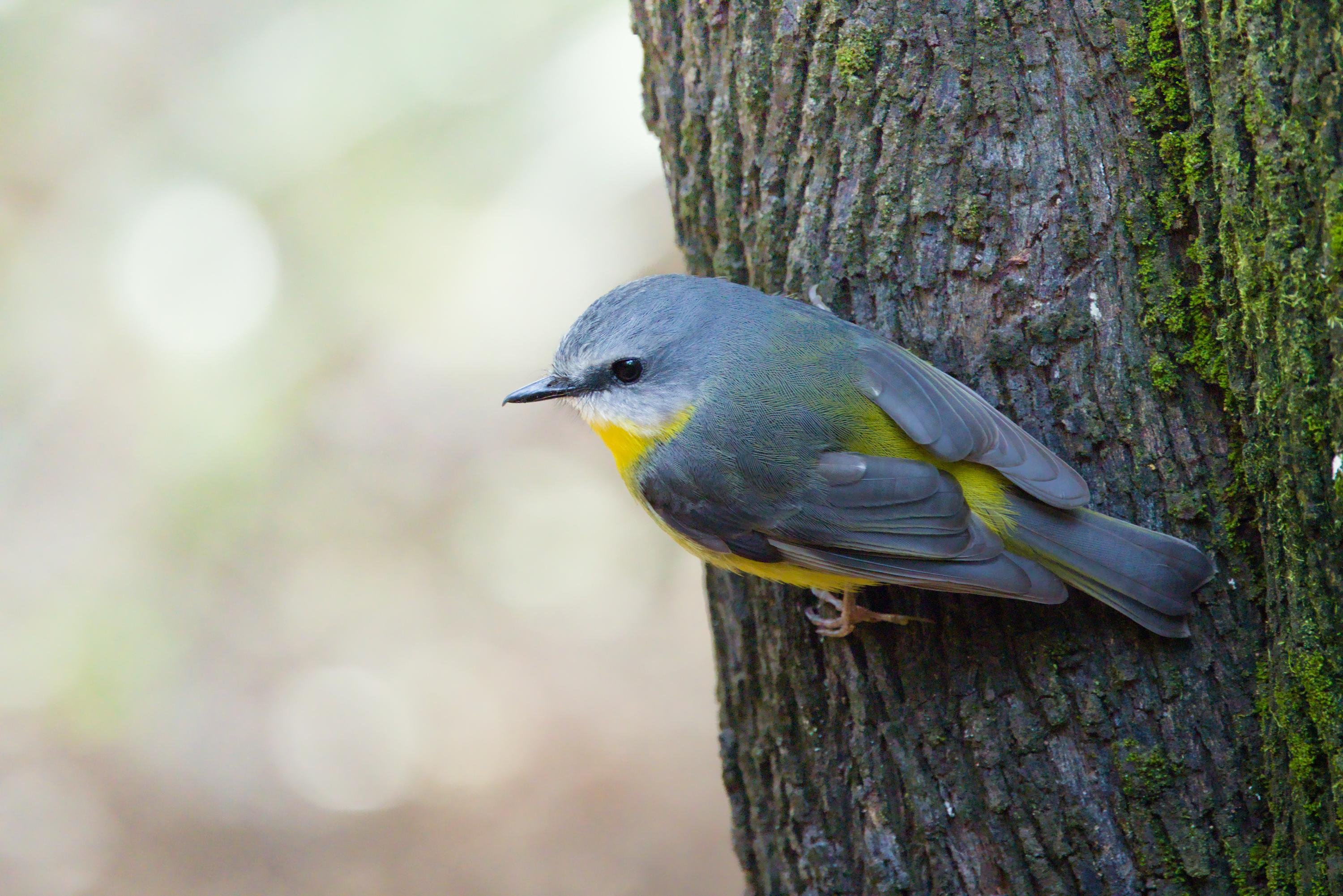 Small gray bird with a yellow throat and belly perched sideways on a tree trunk, facing left, against a blurred light background.