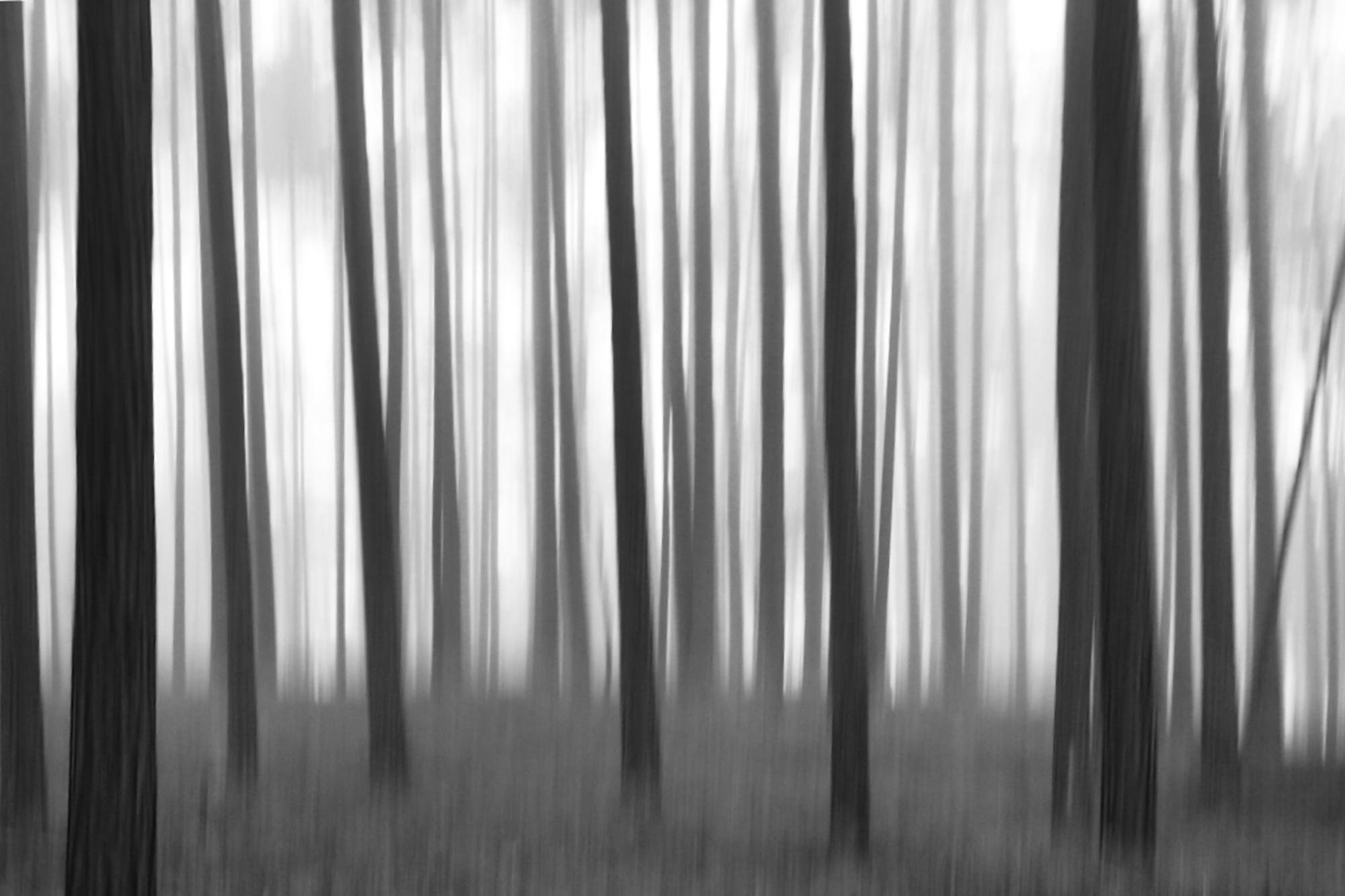 Blurred black-and-white view of a forest with tall, vertical tree trunks and a hazy ground layer, creating streaked lines across the frame.