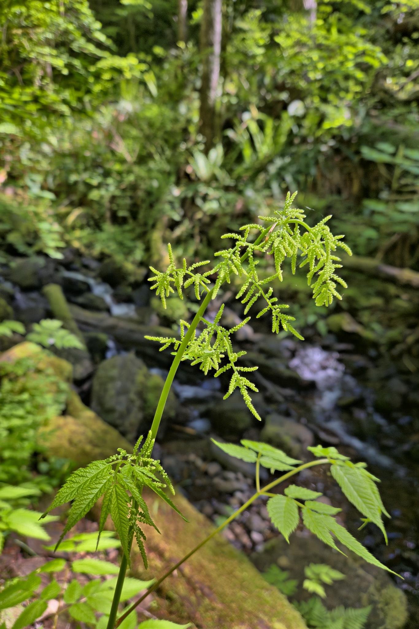 Green fern-like plant with delicate, lacy fronds in the foreground; a shaded forest scene in the background featuring dense foliage and a small stream flowing over rocks. Sunlight filters through the trees, highlighting the vibrant greenery.