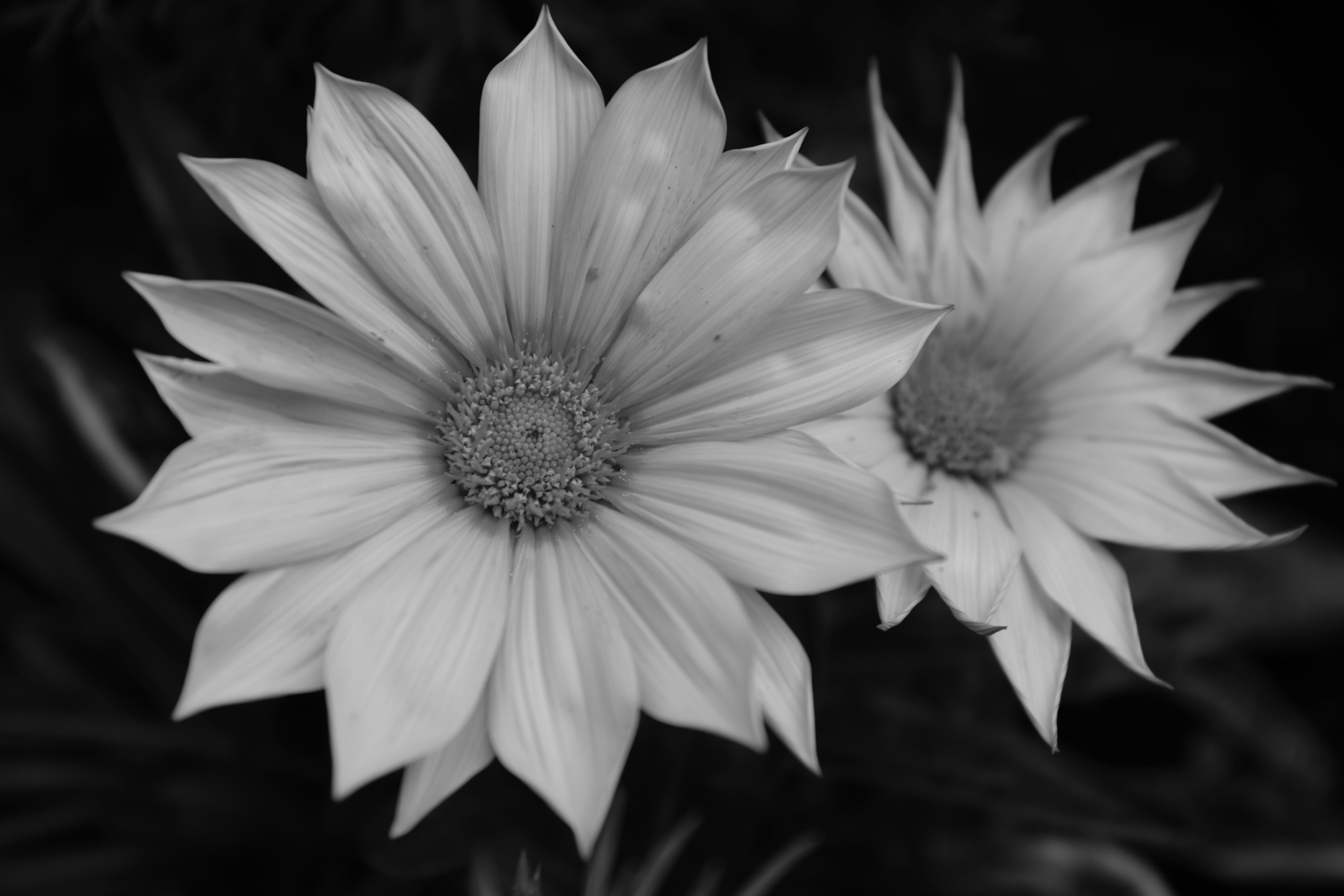 Two blooming daisy-like flowers in a black-and-white photograph. The flowers have multiple pointed petals radiating from a textured central disk. One flower is prominently in the foreground, while the other is slightly behind and to the right. Dark leaves and stems are faintly visible in the background, creating contrast with the light petals.