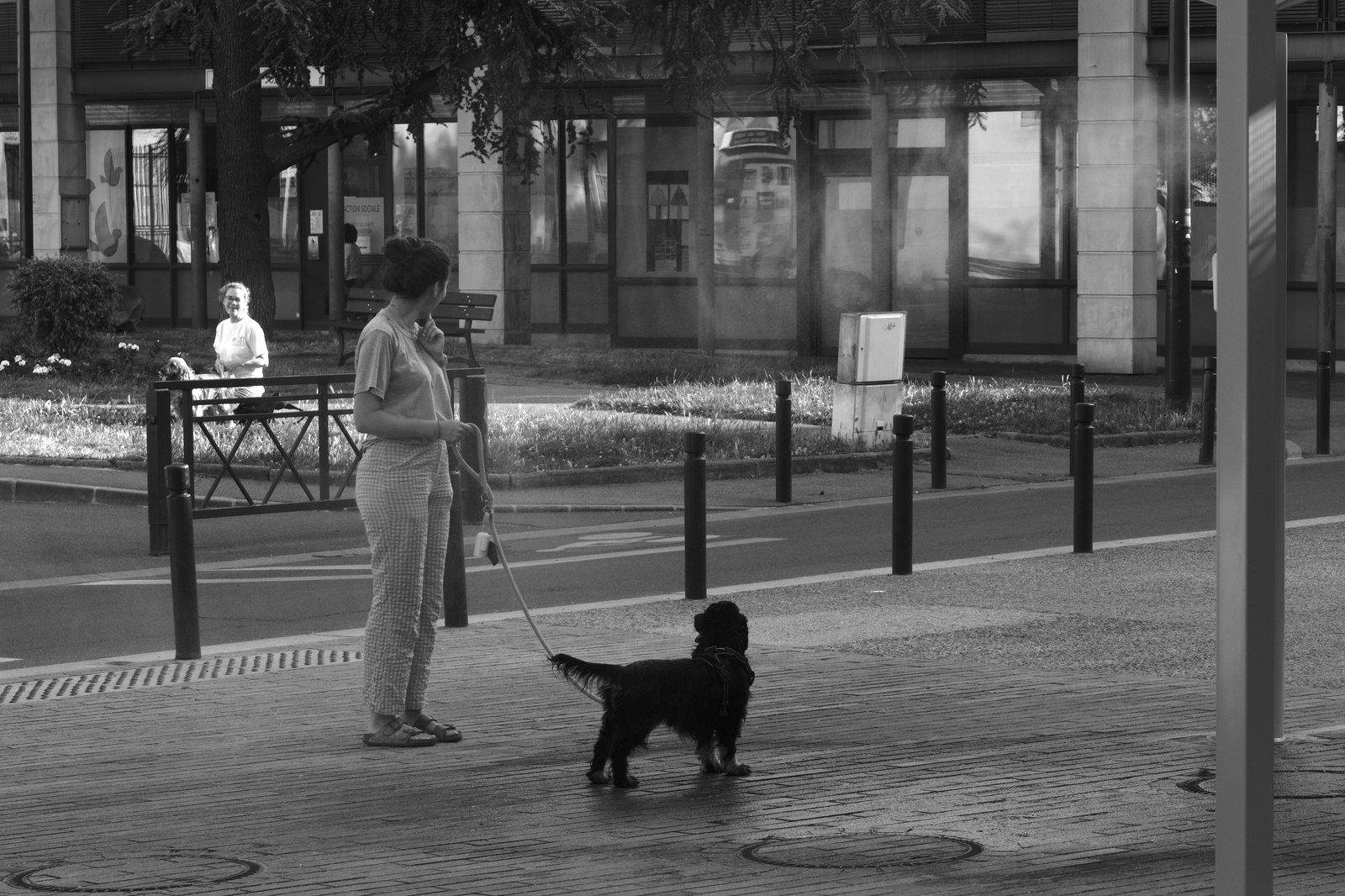 Photo format paysage en noir et blanc  Au premier plan, une dame tenant son chien en laisse sous un brumisateur de ville. À l’arrière plan à gauche, dans la lumière, une autre dame, assise avec son chien, souri en voyant le 1er chien se rafraîchir