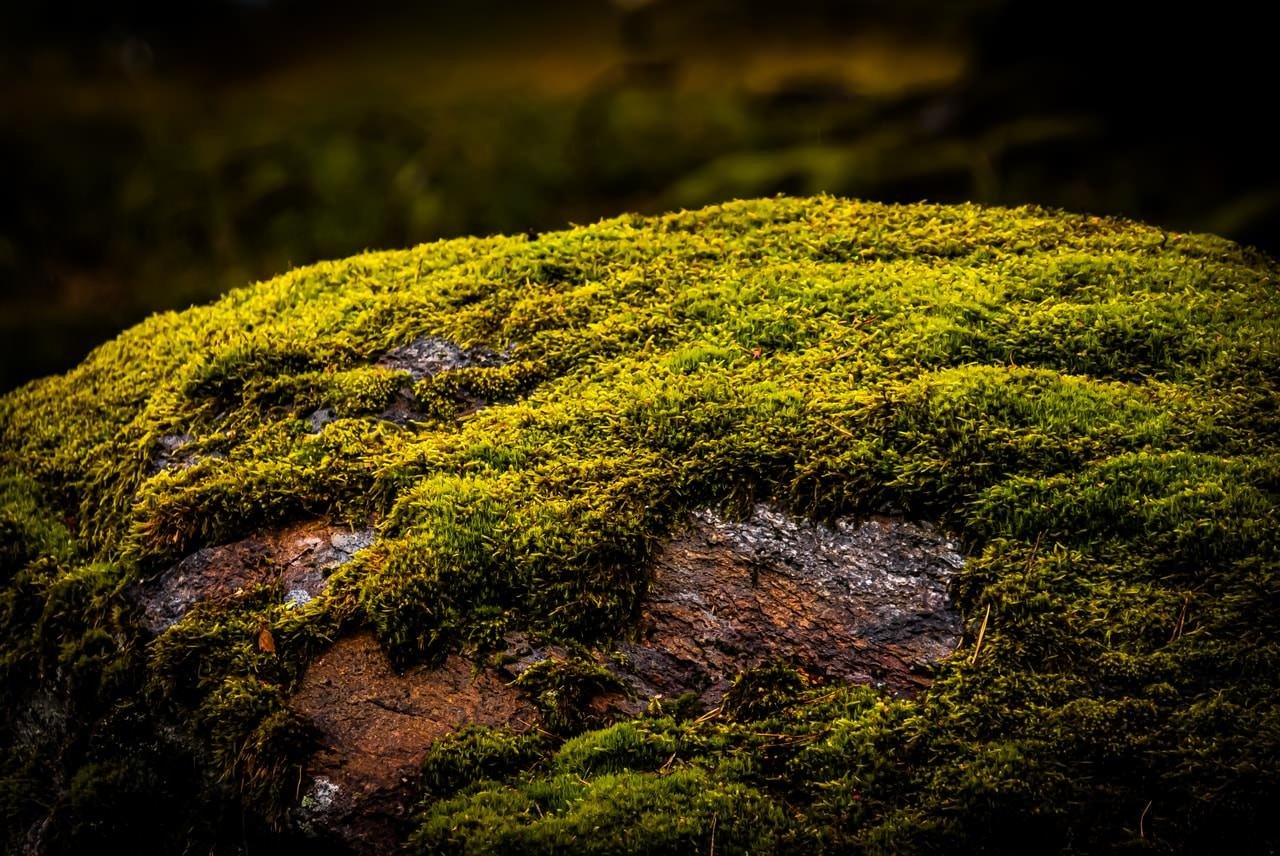 Vibrant green moss covers the surface of a large rock, with patches of the rock visible through the moss. The background is dark, creating a contrast that highlights the texture and color variations of the moss.