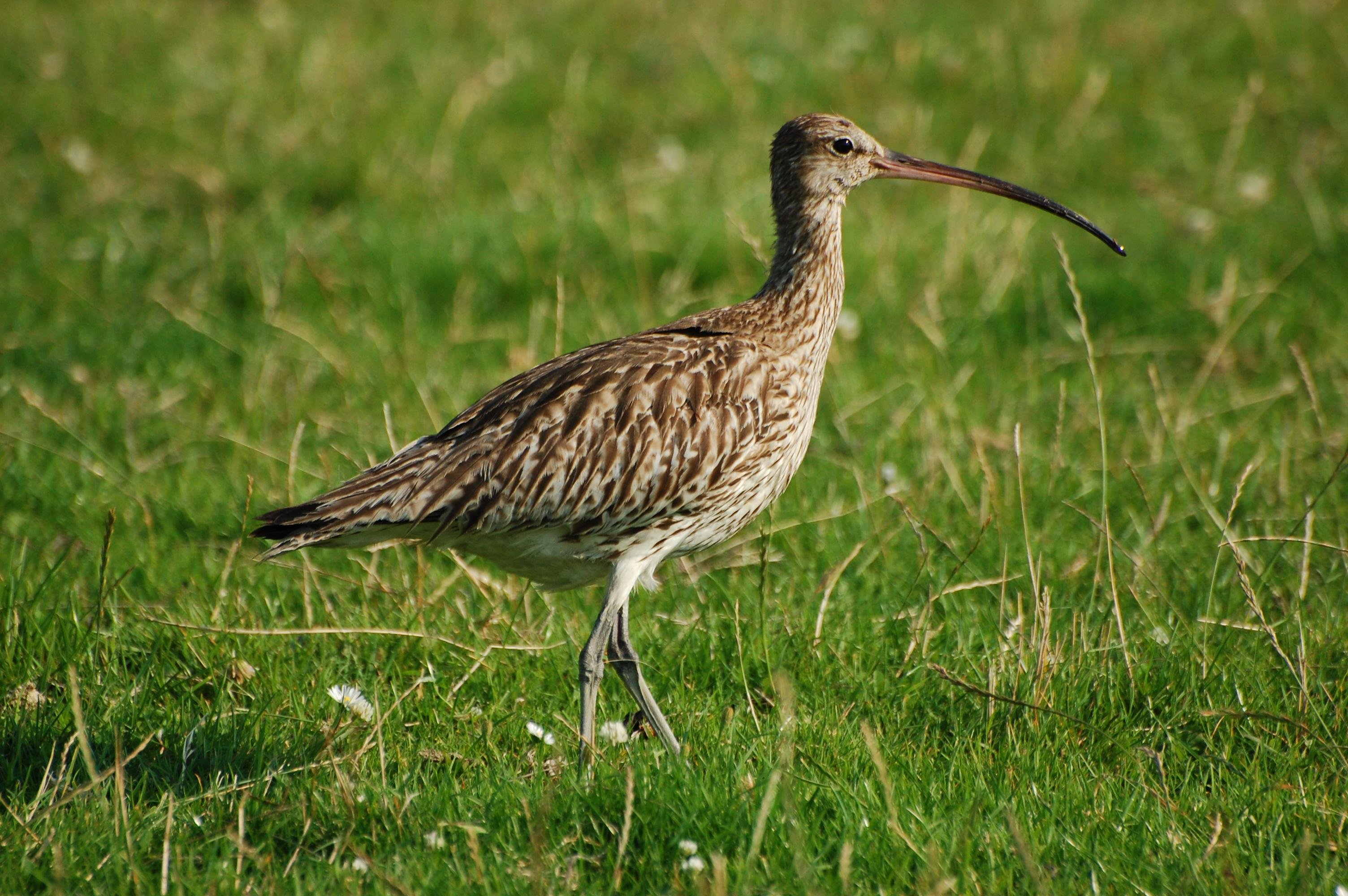 Curlew with a long, curved bill and mottled brown plumage standing in a grassy field.