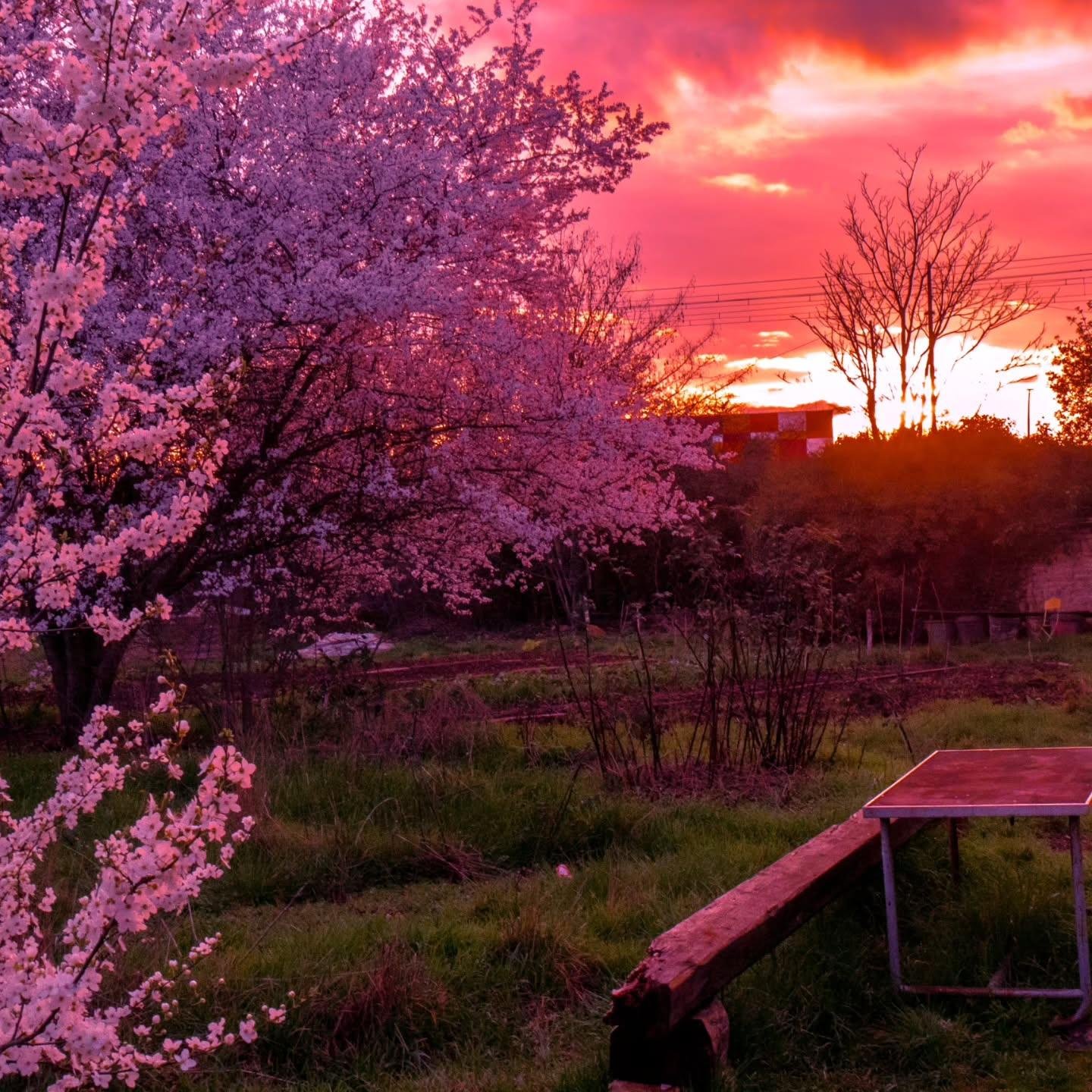 The image shows a scenic outdoor view during a vibrant sunset. There's a blooming tree with pink flowers on the left, and the sky is filled with shades of pink and orange from the setting sun. In the foreground, there's a wooden table with a bench. The area appears to be a garden or a natural setting with grass and some shrubs.