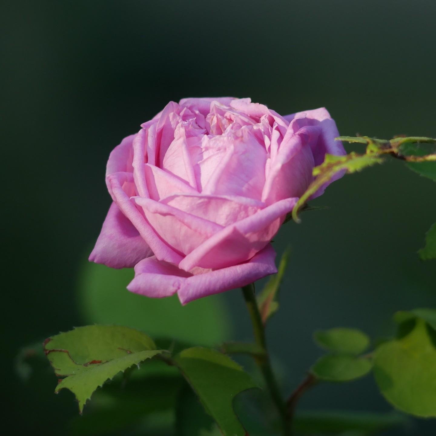 The image shows a close-up of a pink rose in bloom with green leaves on a stem.