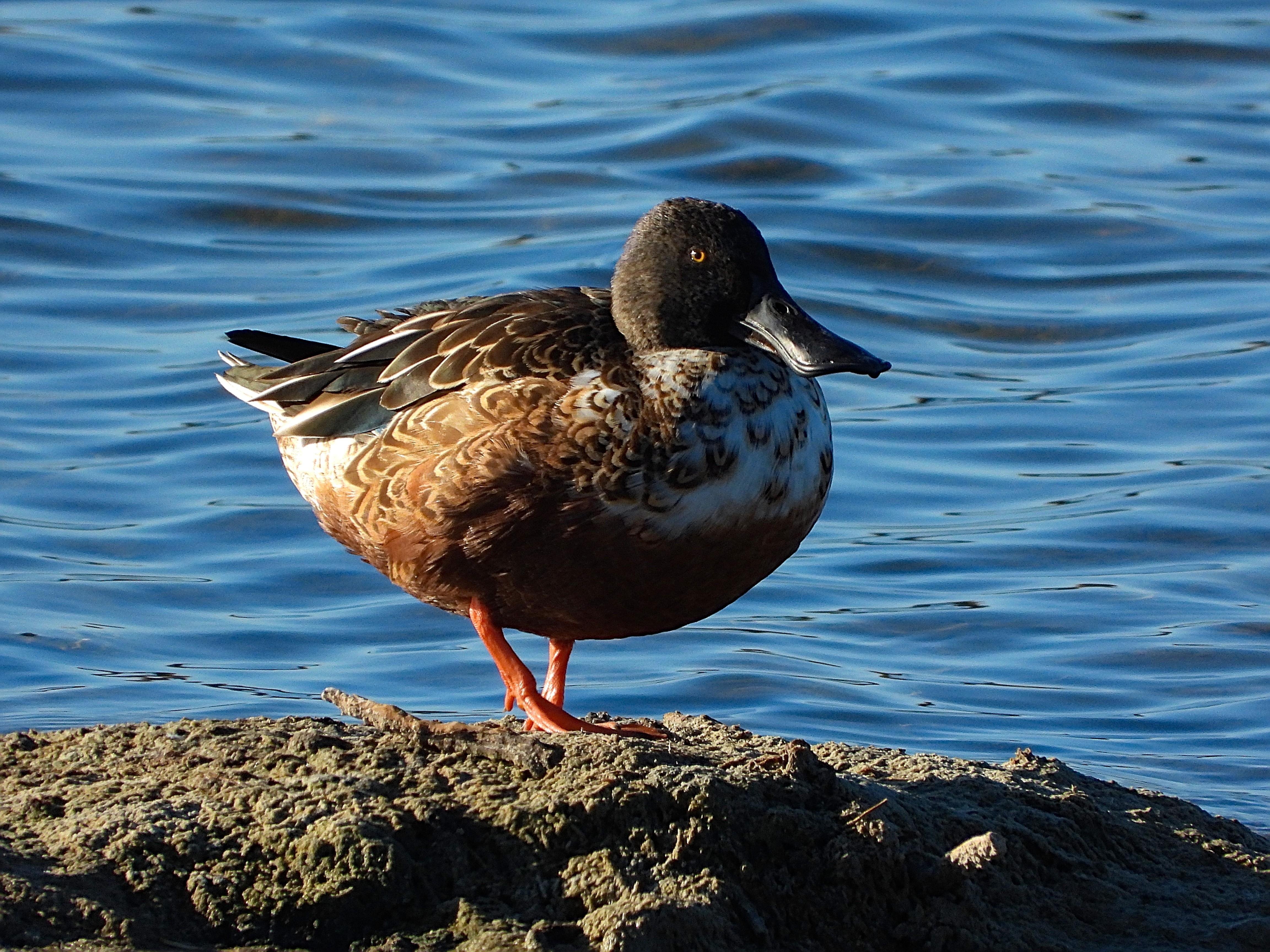 
El cuchara común resulta ciertamente inconfundible por la forma aplanada de su largo y especializado pico, de cuya semejanza con una cuchara proviene el nombre vulgar de la especie.
Presenta el pecho blanco con plumas de color marrón en forma de v. La cabeza es casi negra y las plumas de las alas más oscuras.

Si estás leyendo este texto es porque tienes dificultades de visión y espero que te haya ayudado a ver la imagen. Si no ha sido así, te agradecería los comentarios.
Si lo has leído aunque ves la imagen sin problemas recuerda que debes poner un texto alternativo en tus archivos multimedia para que todo el mundo pueda disfrutarlos.
