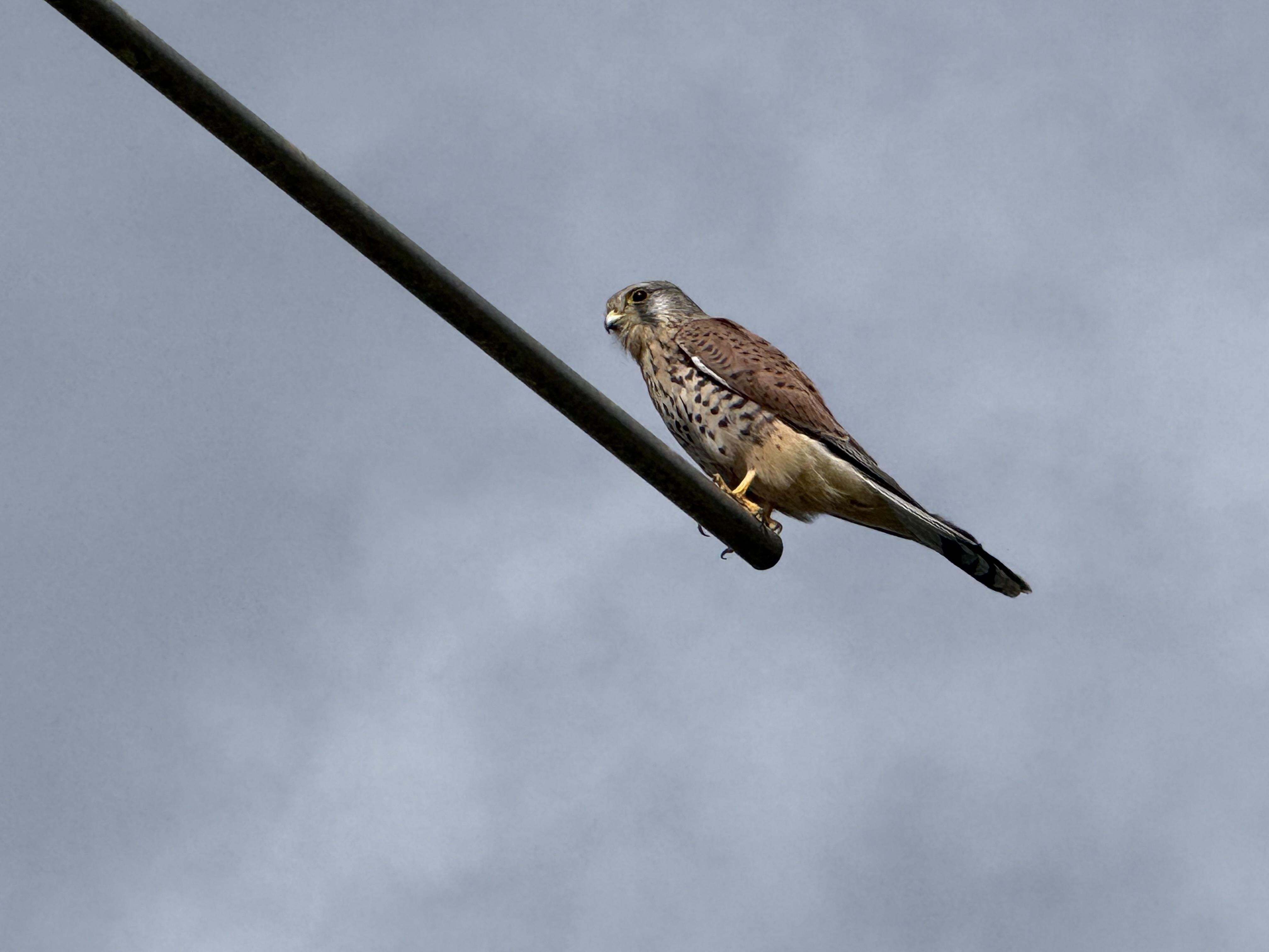 Turmfalke