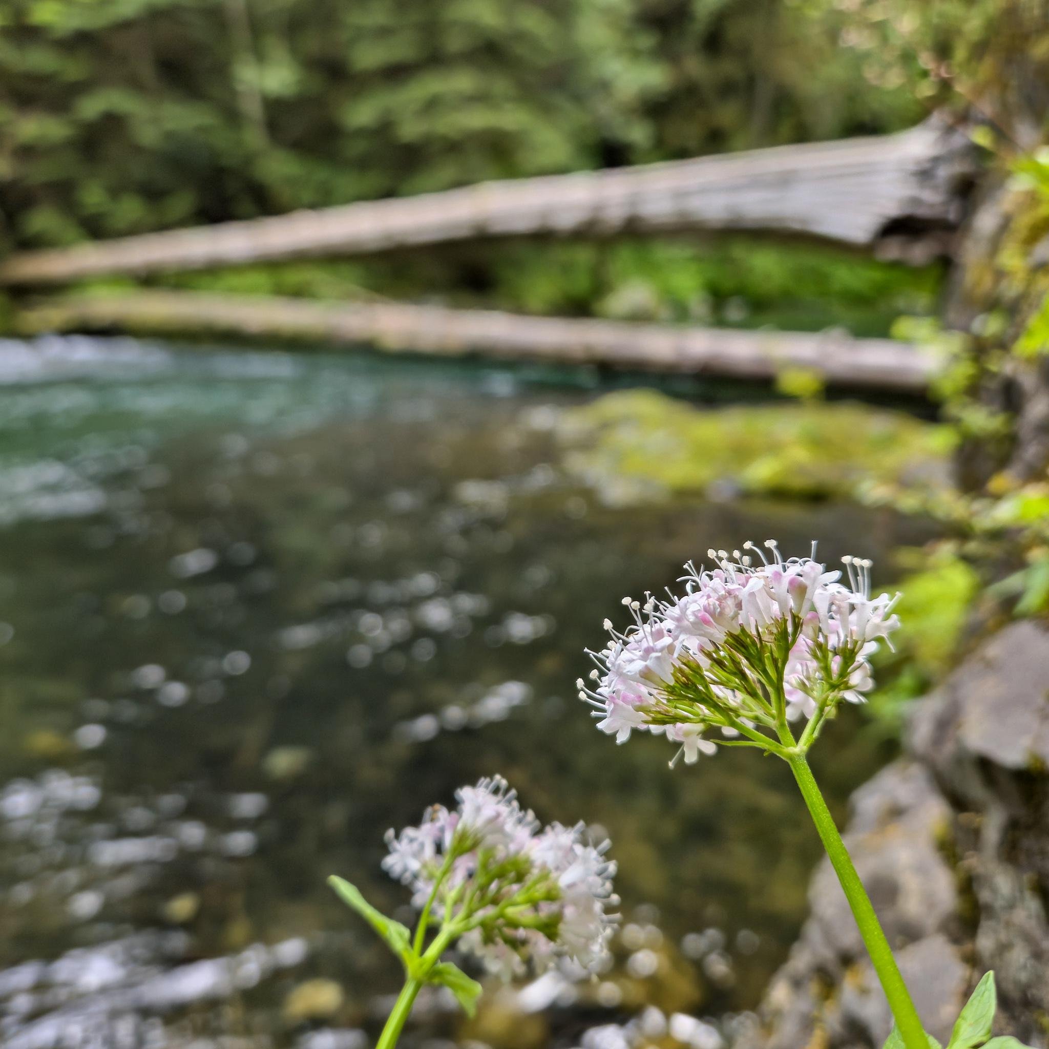 Close-up of a pinkish-white flower with delicate petals and green stems in the foreground, set against a blurred background of a flowing river and dense, green forest. A wooden log bridge spans the river in the distance.