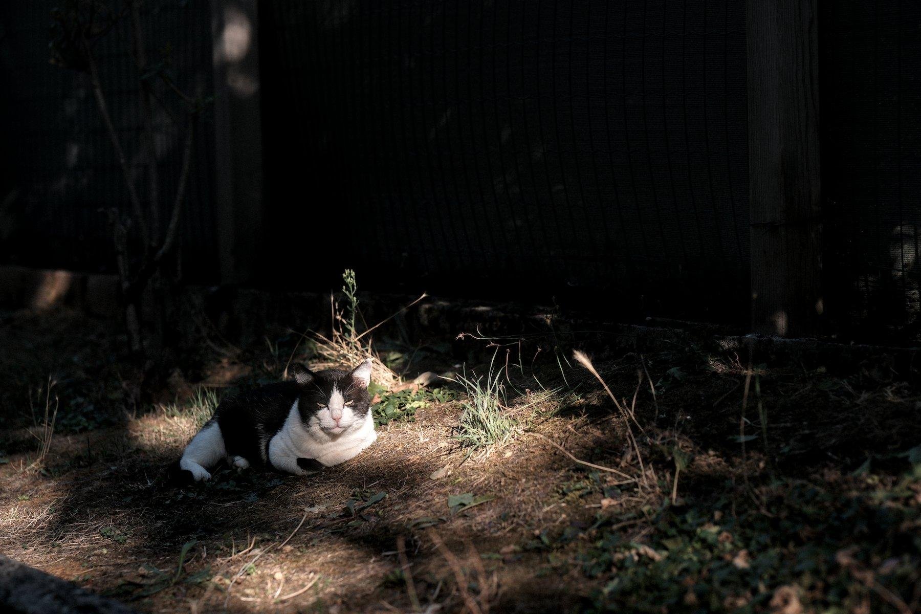 Cat & Dusk

#photography #vernissage #darktable #streetPhotography #animals #cats #catsOfMastodon #caturday

The cats of the neighbours provide my caturday material 😬
// Exif on post’s instance