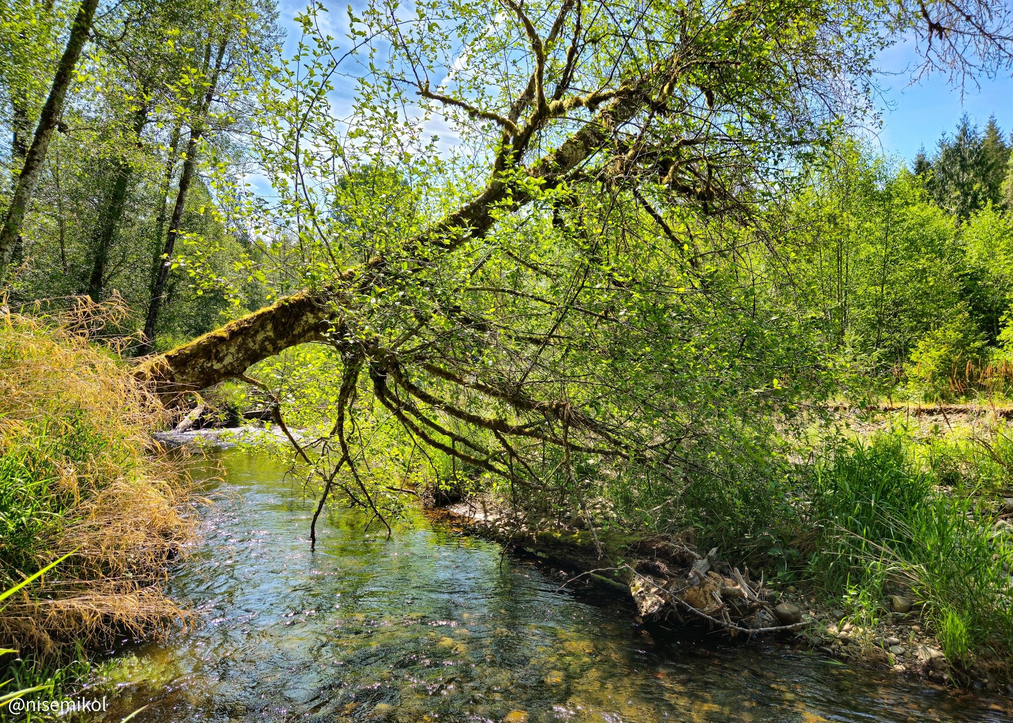 A large tree leans over a clear, shallow stream. The tree's branches are covered with green leaves and some moss. Sunlight filters through, casting patterns on the water and highlighting the surrounding lush greenery. The scene is bordered by dense forest and bushes, with a blue sky visible in the background.