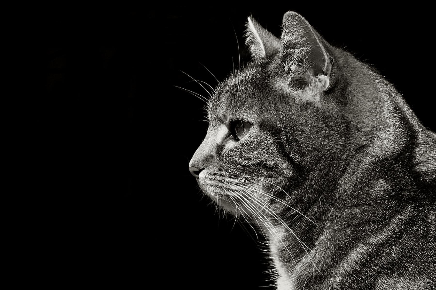 Black-and-white close-up profile of a tabby cat facing left, with whiskers and ear details sharply lit against a solid black background.