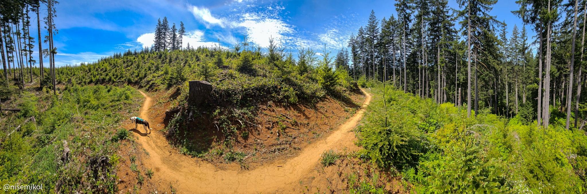 Panoramic view of a dirt trail curving through a green mountainous landscape under a blue sky with scattered clouds. Dense forests with tall trees flank both sides of the path, while a dog waits on the trail, adding a sense of scale to the expansive surroundings.