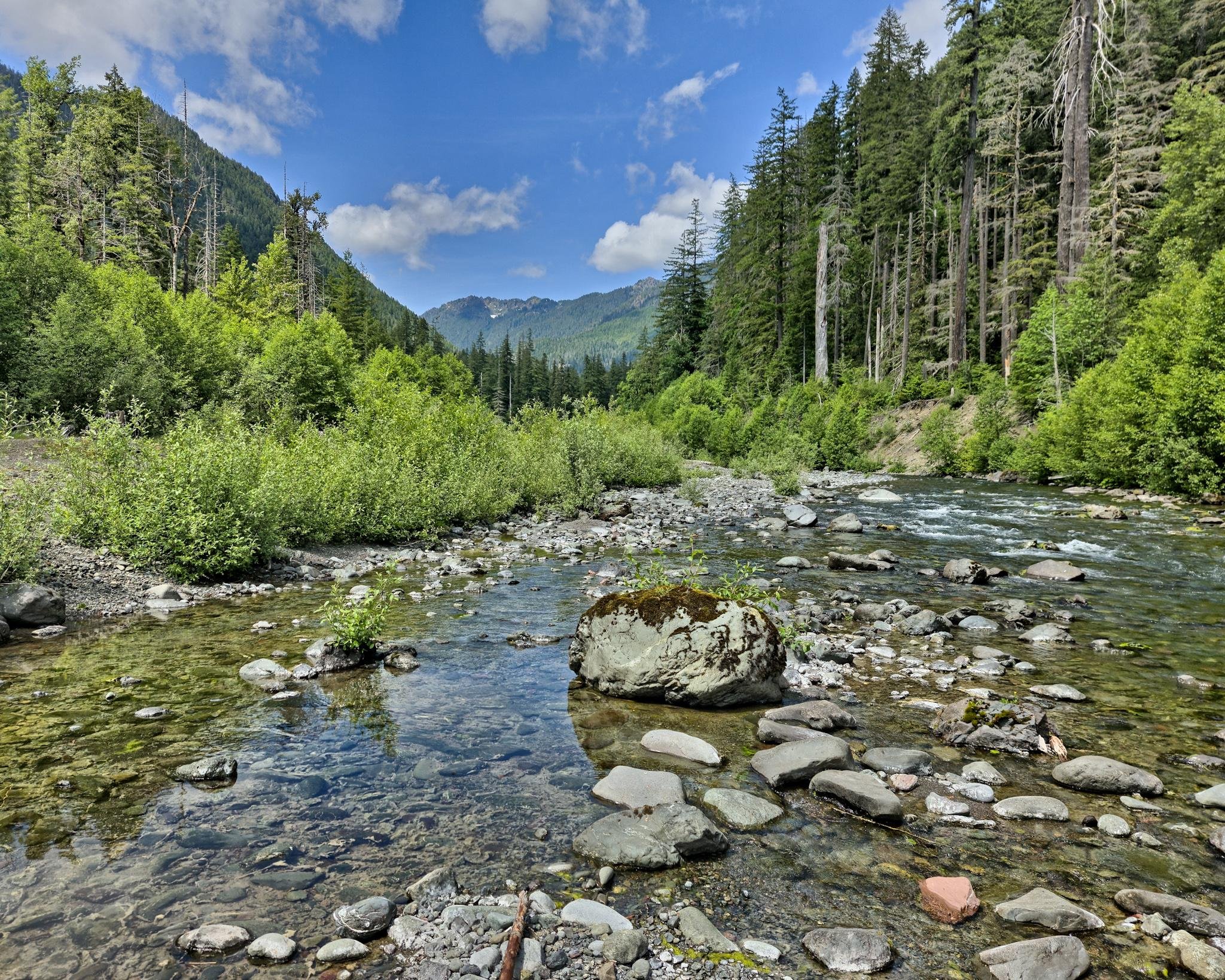 Rocky stream with clear water flowing through a dense forest, surrounded by lush green foliage. Tall trees line the riverbank, and distant mountain peaks are visible under a partially cloudy blue sky.