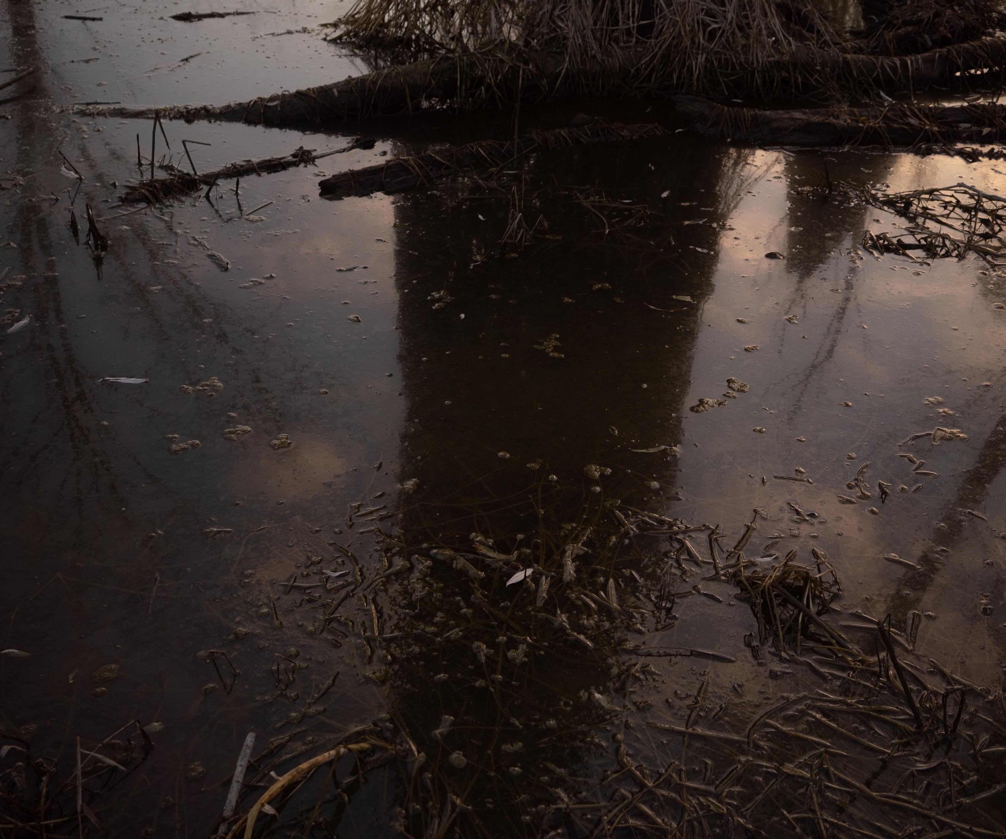 reflection of a tree on a sunset pond