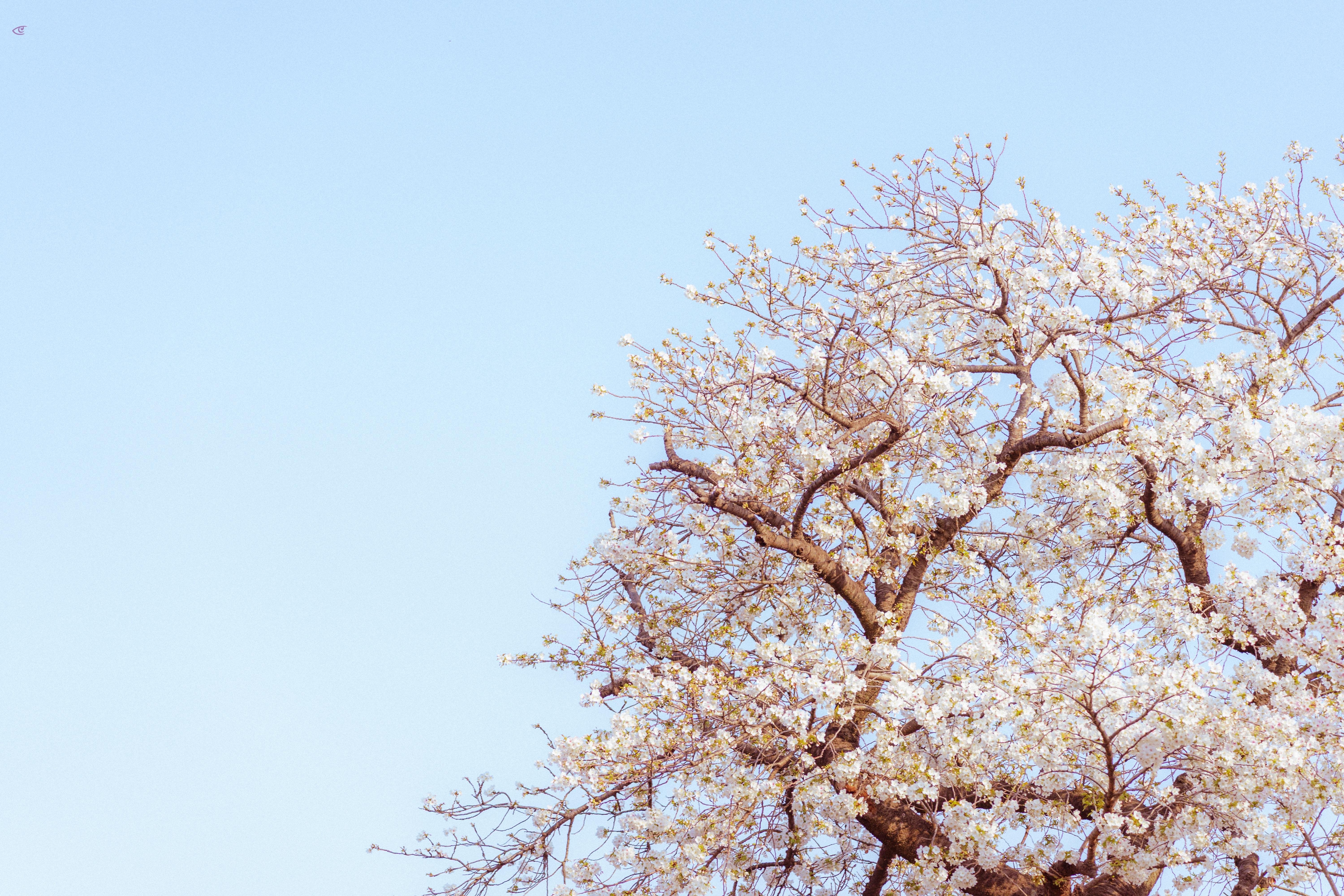 Upper branches of a tree covered in pale blossoms against a clear light-blue sky, with open sky filling most of the frame.