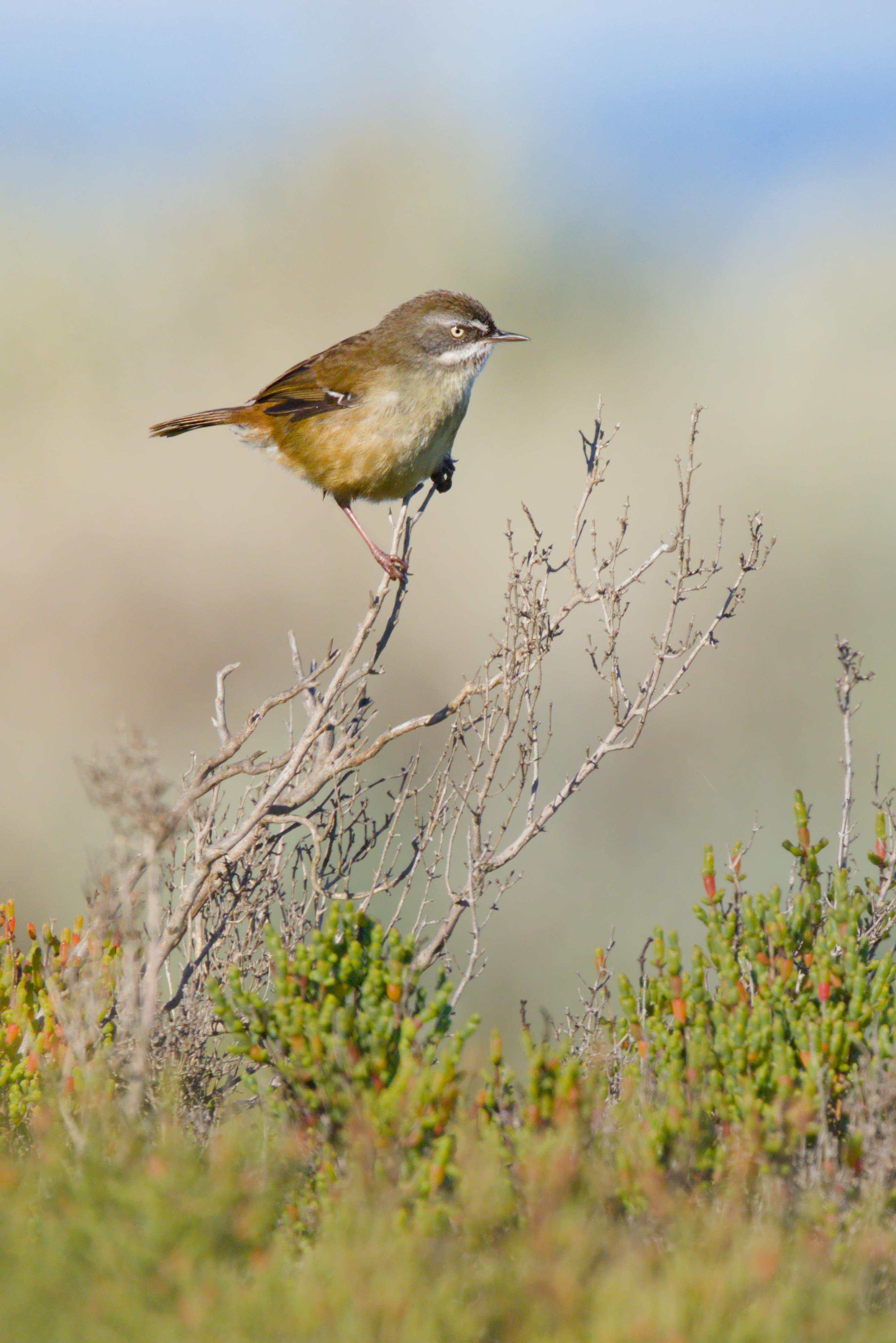 A White-Browed Scrubwren perched on a thin, leafless twig above low green shrubs, against a softly blurred sky and landscape background.