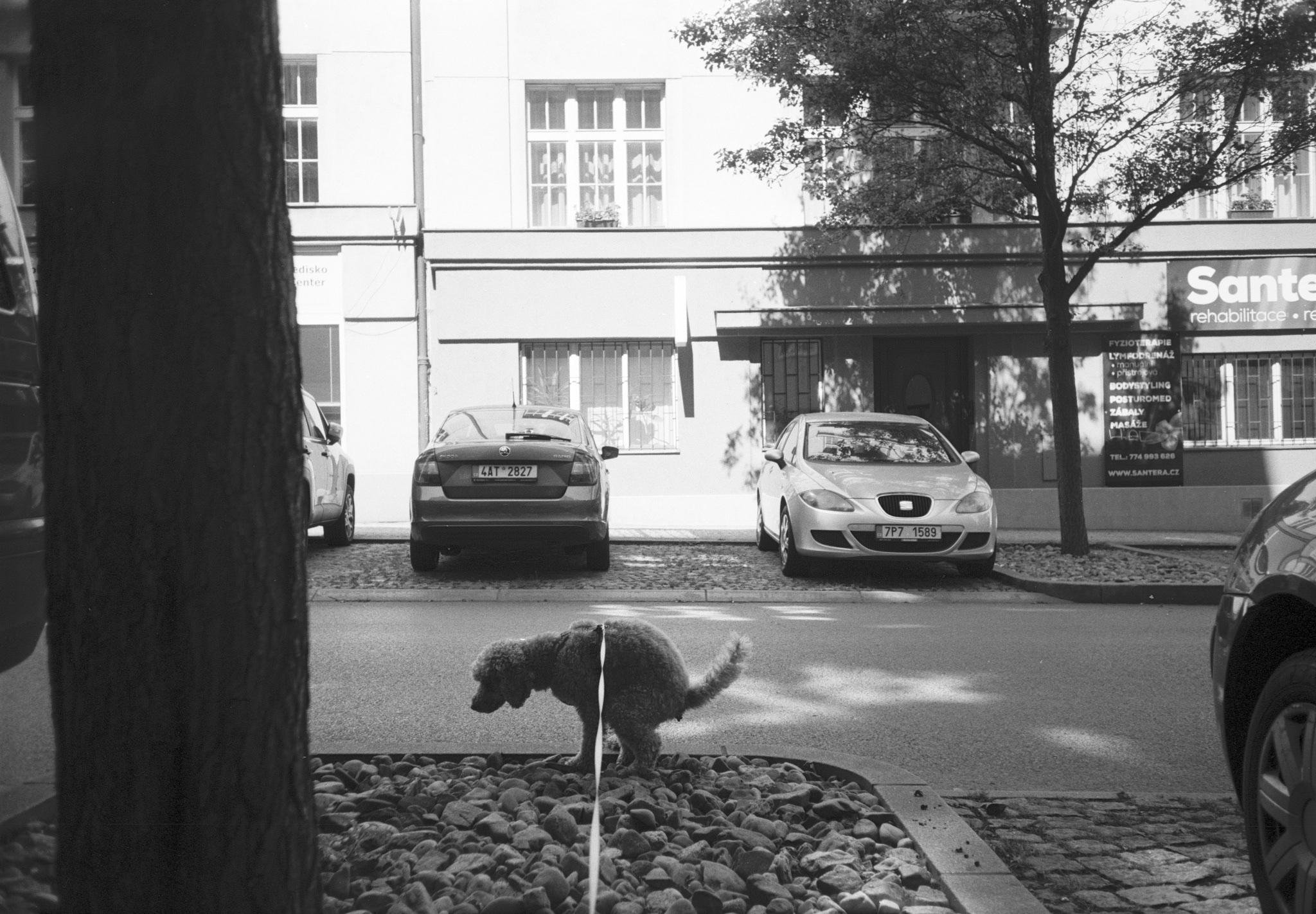 Small dog on a leash squatting on a bed of rocks beside a tree at the edge of a street, with parked cars and a building with large windows in the background.
