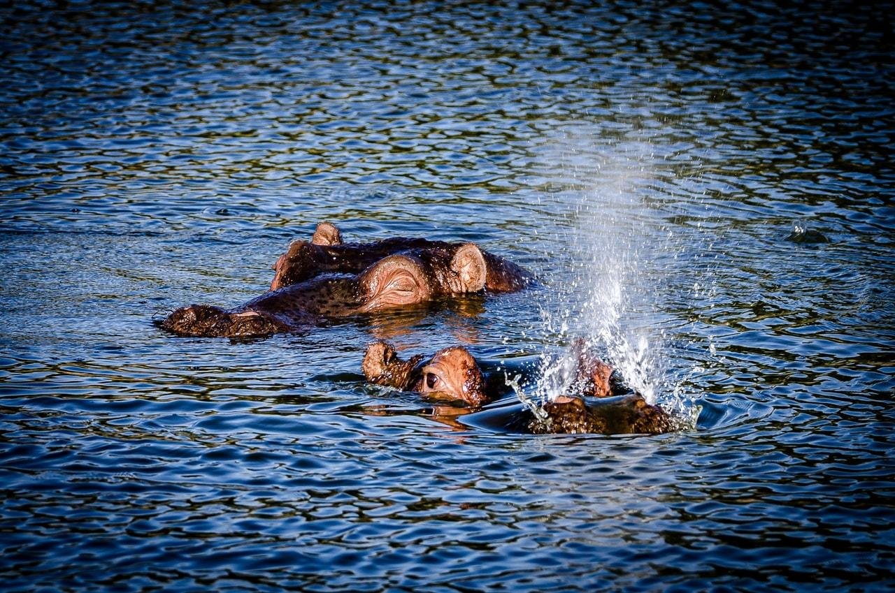 The image shows a hippopotamus partially submerged in water. You can see its eyes and ears above the surface. There is a splash of water nearby, possibly from the hippo's movement.