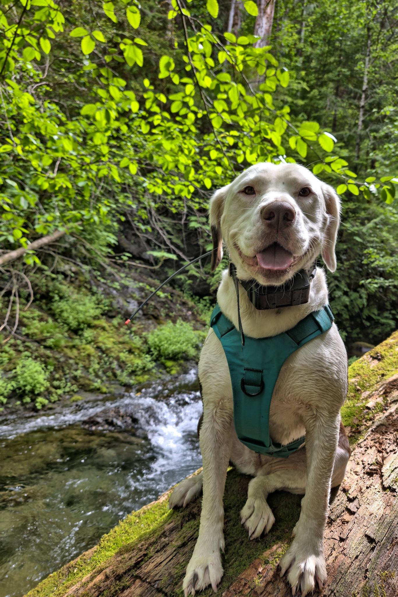 White and red-brown dog wearing a teal harness and black collar sits on a moss-covered fallen log beside a small forest creek, with bright green leaves and dense trees in the background.