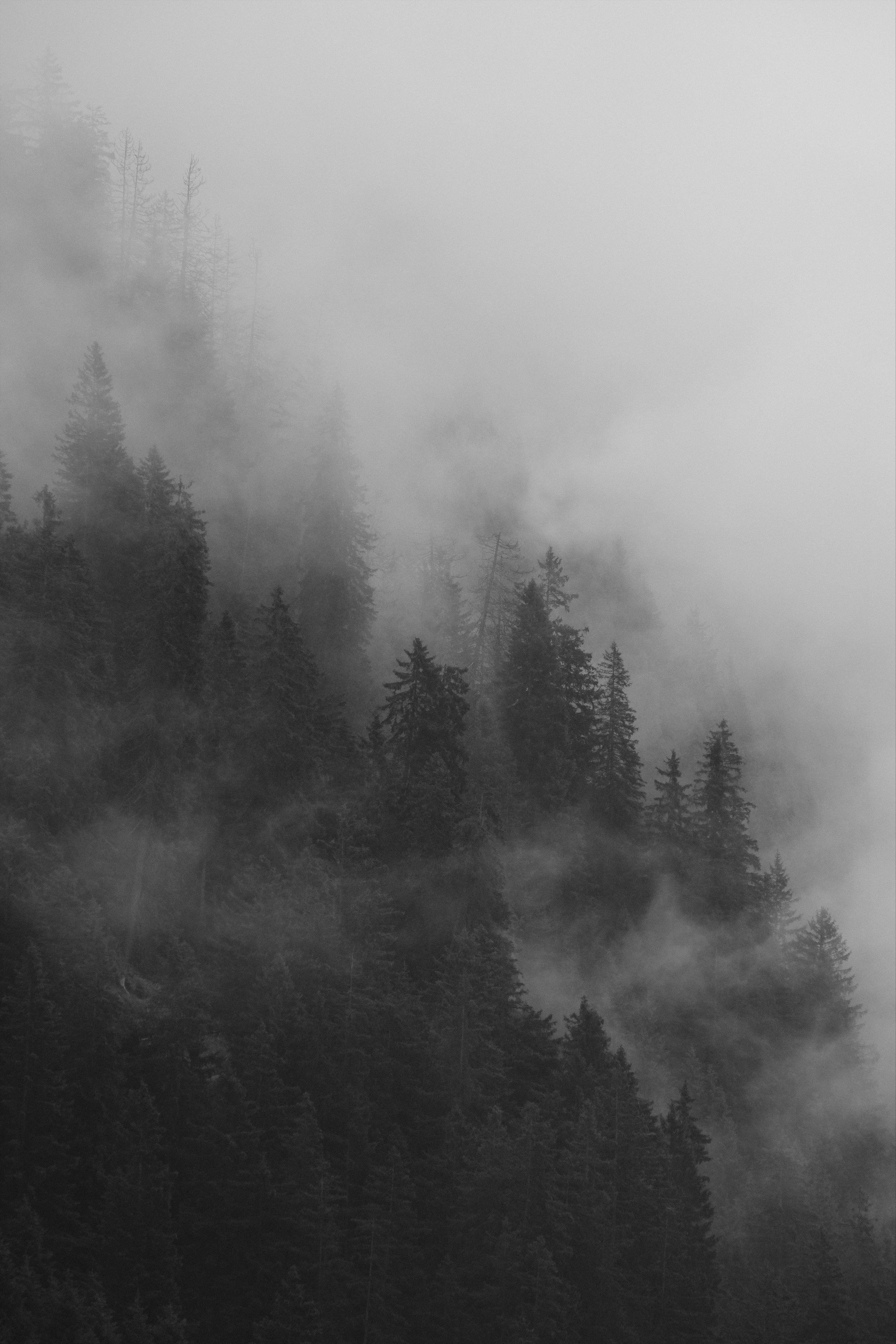 Monochrome image. Fog drifting through a steep forested mountainside, with dark conifer silhouettes fading into dense mist in the upper frame.