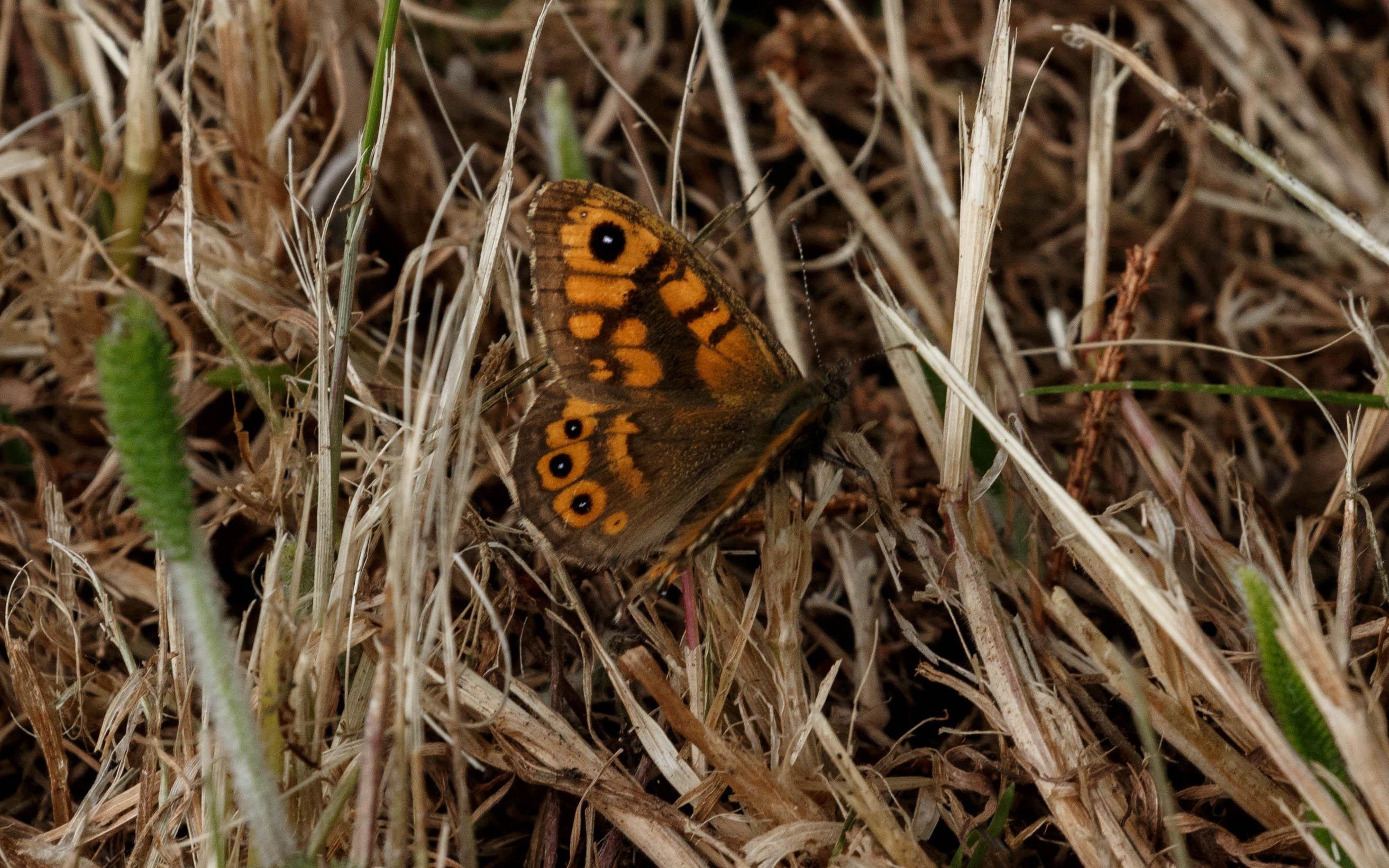 A wall brown (Lasiommata megera) resting on some wilted grass.