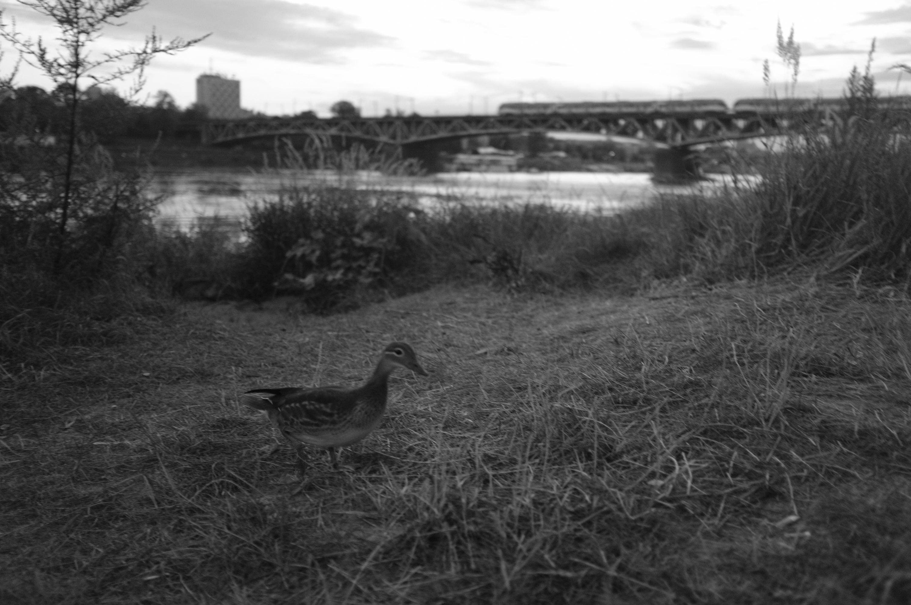 A duck stands on grassy terrain in the foreground, with a river flowing in the midground. In the background, a bridge spans the river, and a building is visible against a partly cloudy sky. The scene is in black and white, creating a serene and natural atmosphere.