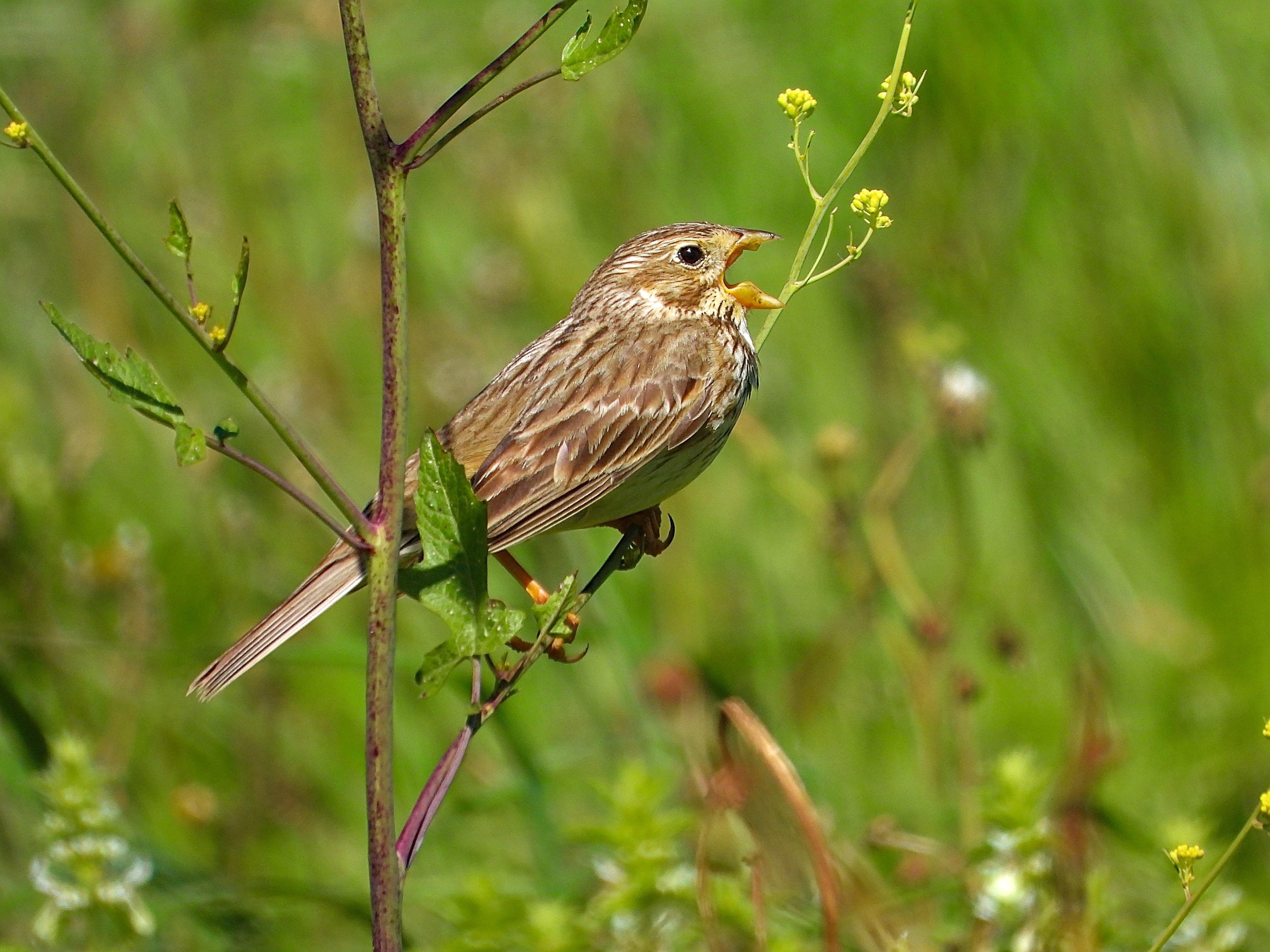 El pájaro se encuentra perchado en una rama de la que salen pequeñas flores amarillas y algunas hojas. Está con el pico muy abierto, cantando. El escribano triguero es un ave bastante voluminosa, que presenta un plumaje dominado por los tonos terrosos y blanquecinos con abundantes listas. Tiene un pico característico, más grande que el de otros escribanos, adaptado al consumo de granos.
Si estás leyendo este texto es porque tienes dificultades de visión y espero que te haya ayudado a ver la imagen. Si no ha sido así, te agradecería los comentarios.
Si lo has leído aunque ves la imagen sin problemas recuerda que debes poner un texto alternativo en tus archivos multimedia para que todo el mundo pueda disfrutarlos.