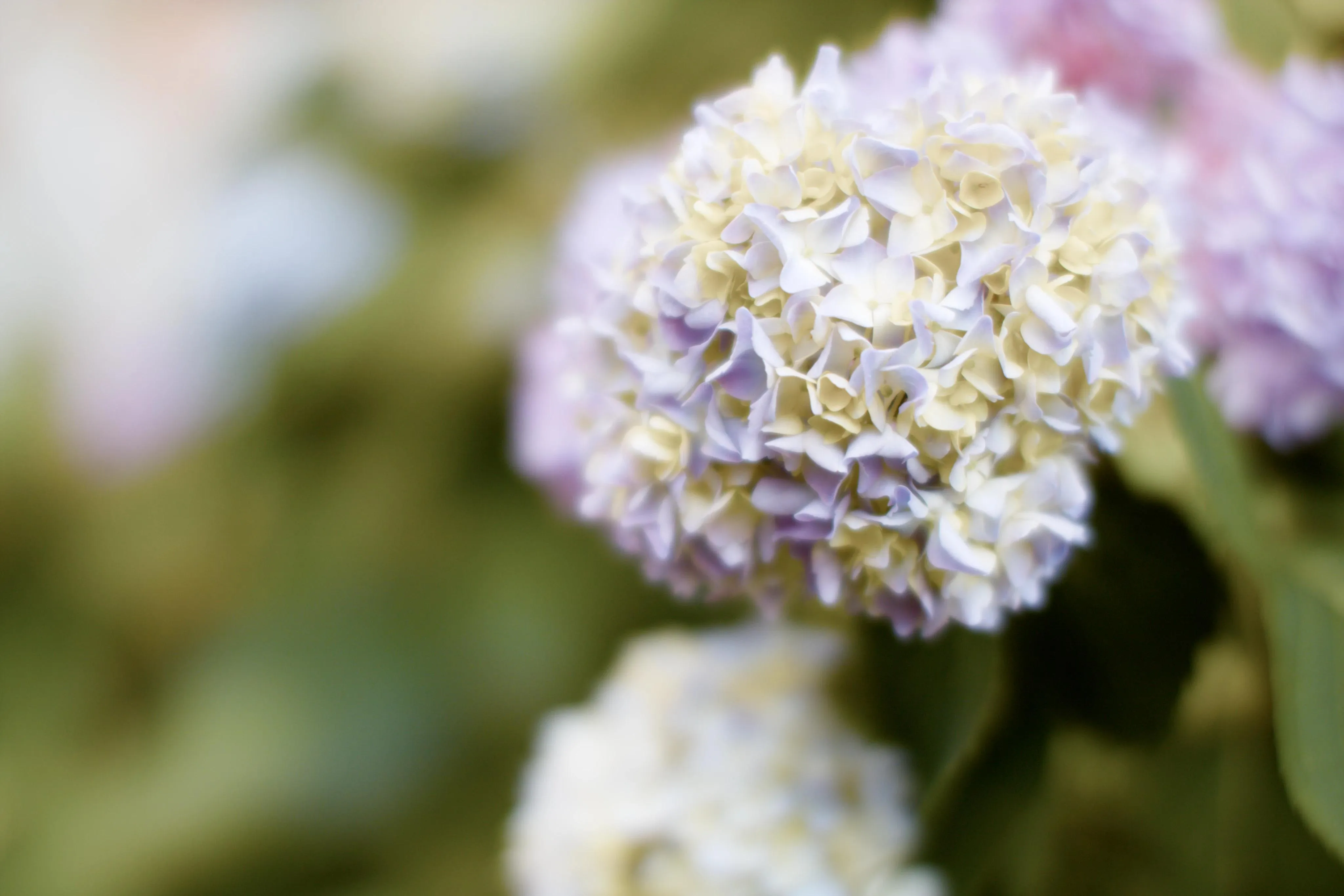 A photo of a white flower with heavy bokeh background