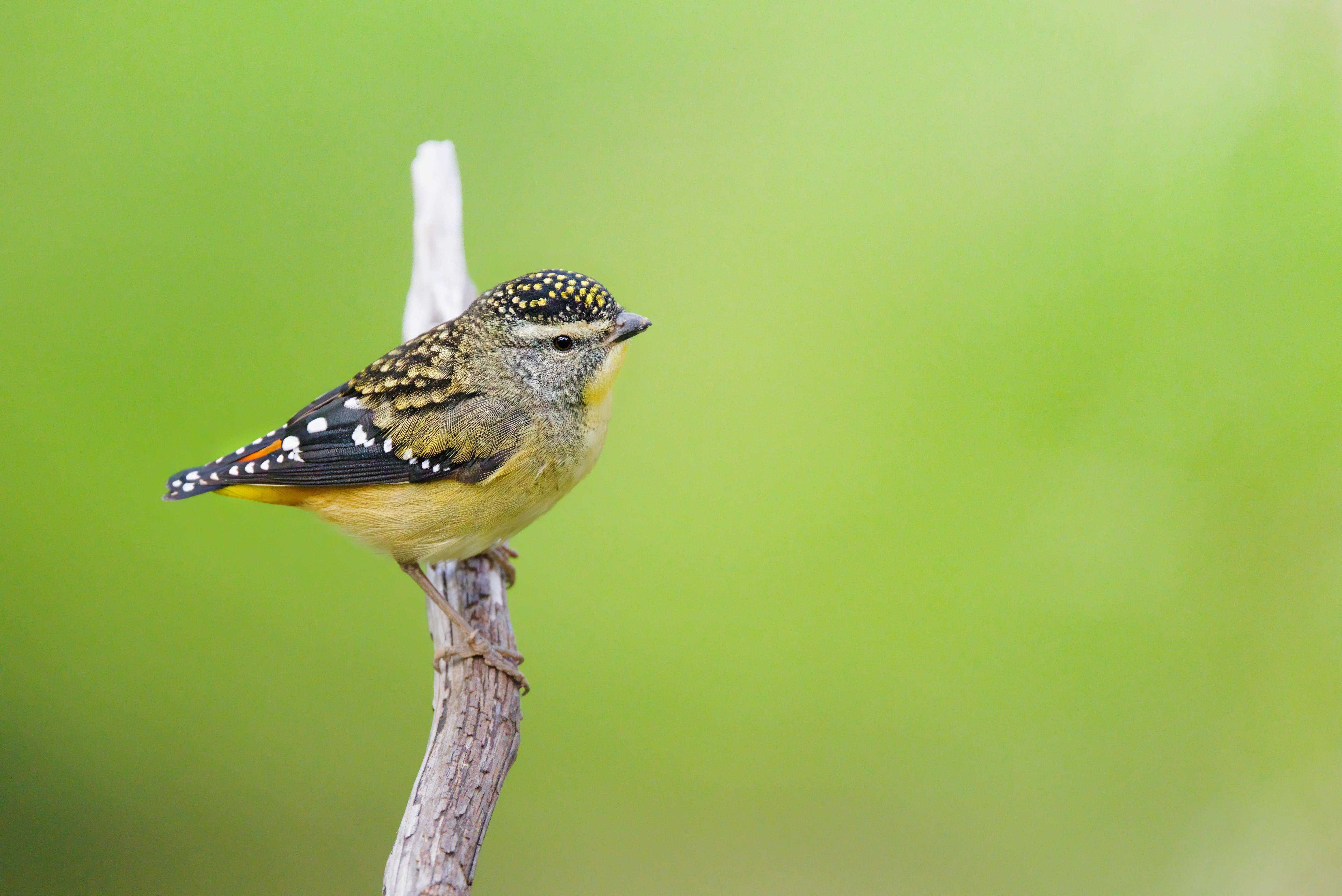 A female Spotted Pardalote perched on the side of a bare vertical branch, facing right against a blurred green background.